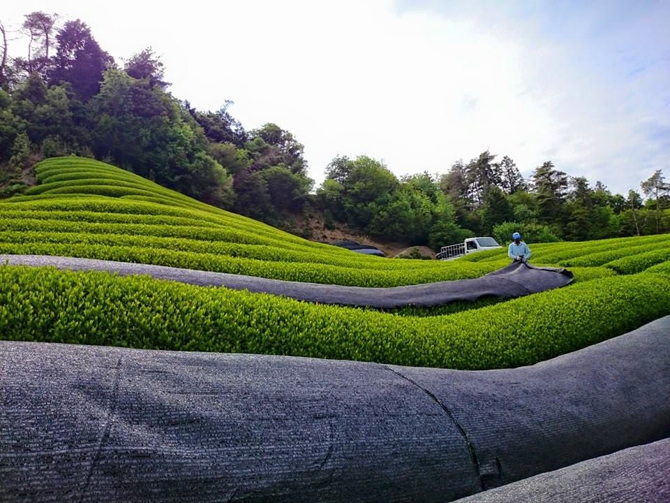 Available in October(Hopefully)  #0112.K6 Kanoyama - Okumidori Cultivar Uji Matcha, Naturally Grown by Azuma Tea Garden, Standard Ceremonial Grade Matcha 伊の山 - Image 5