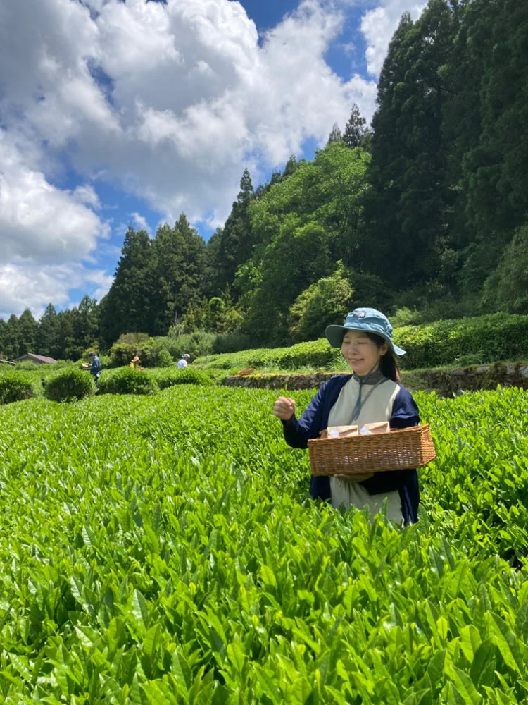 #0895.A1 Tsubame to Chabatake: Farm Direct Hojicha from Nukata Village, Okazaki, Aichi - Image 3