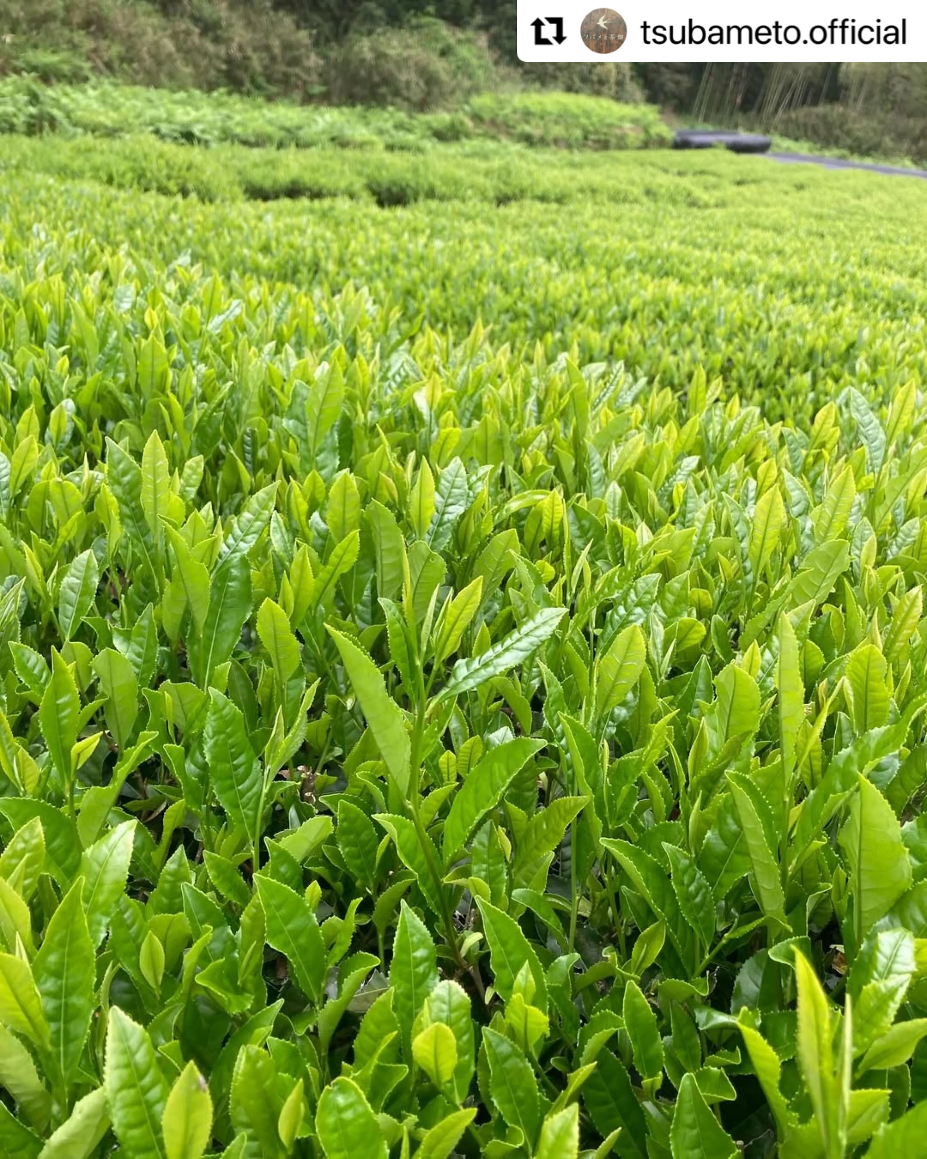 #0895.A1 Tsubame to Chabatake: Farm Direct Hojicha from Nukata Village, Okazaki, Aichi - Image 4