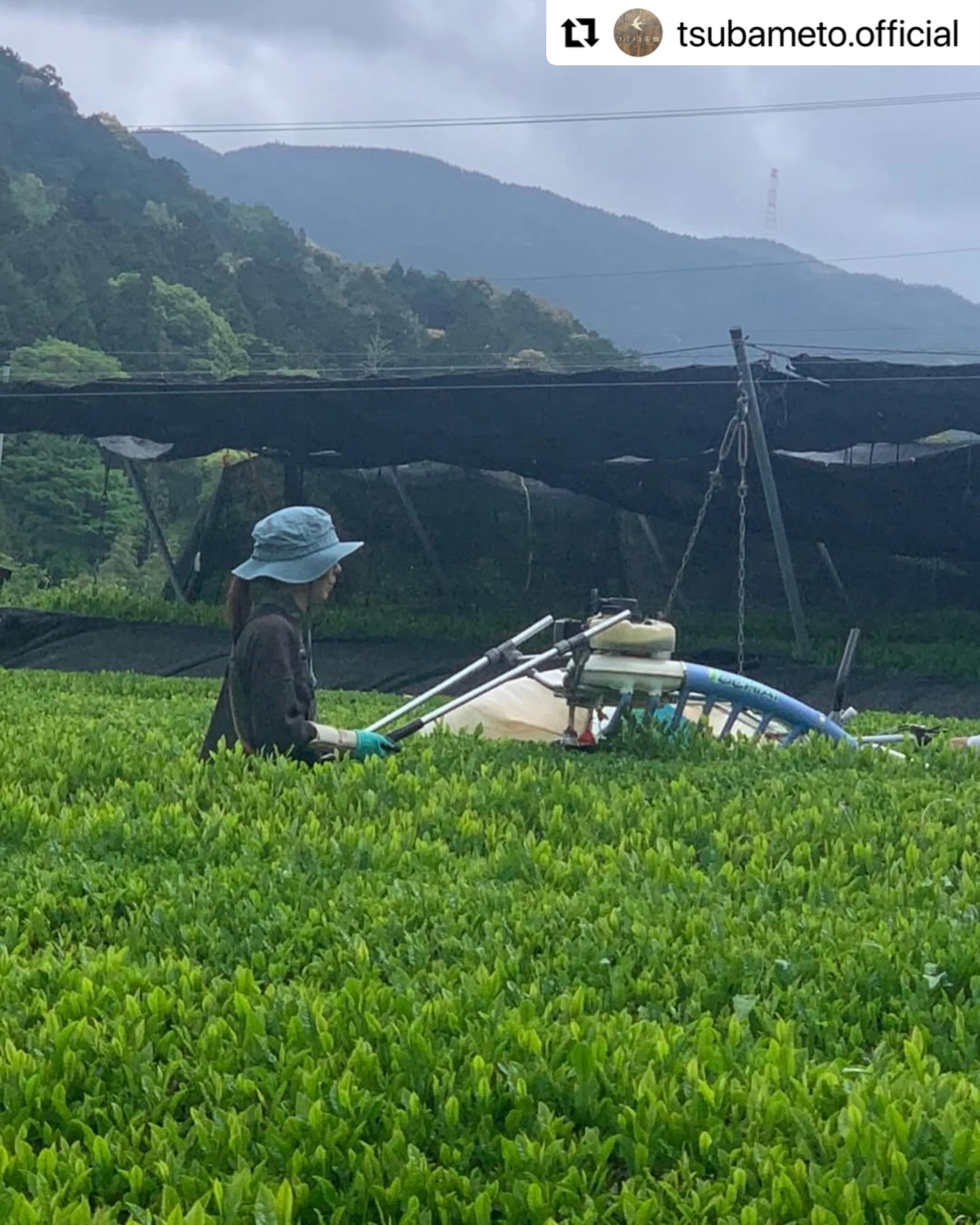 #0895.A1 Tsubame to Chabatake: Farm Direct Hojicha from Nukata Village, Okazaki, Aichi - Image 5