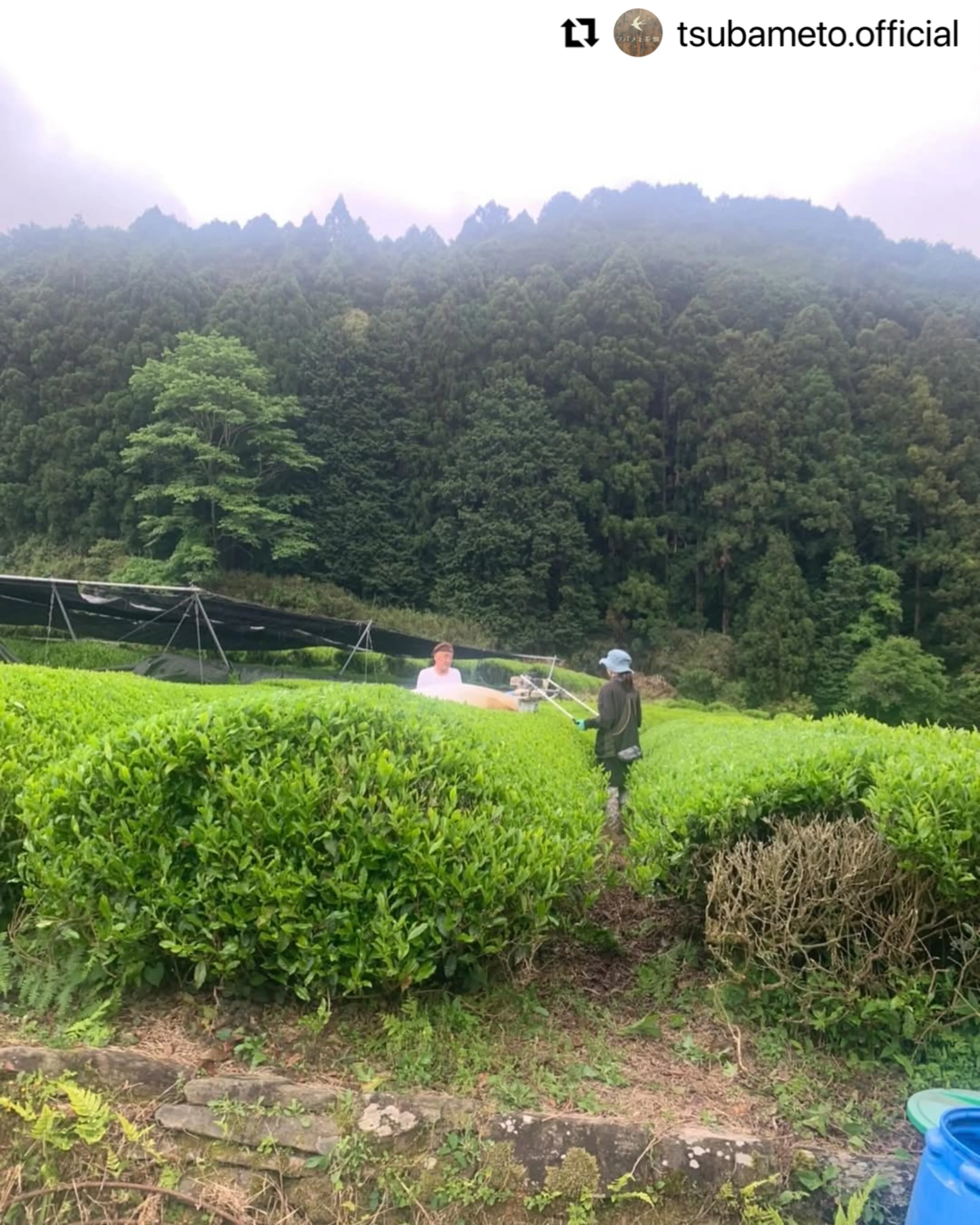 #0895.A1 Tsubame to Chabatake: Farm Direct Hojicha from Nukata Village, Okazaki, Aichi - Image 6