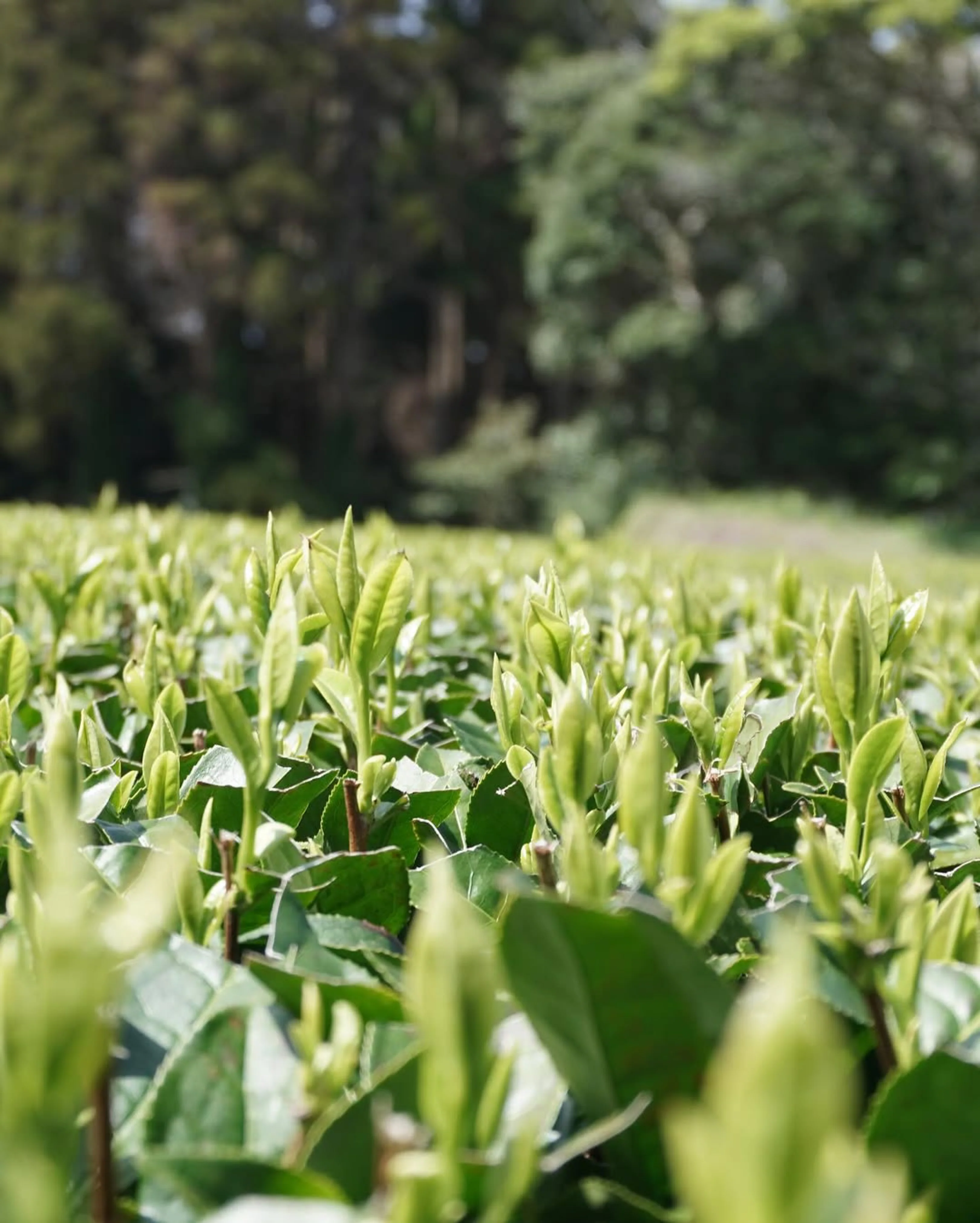 #0328.K2 Iba Yu Tea Garden: SOLD OUT 2025 Tanegashima Single Cultivar Sencha - Yume Midori (micro batch, limited) - Image 5