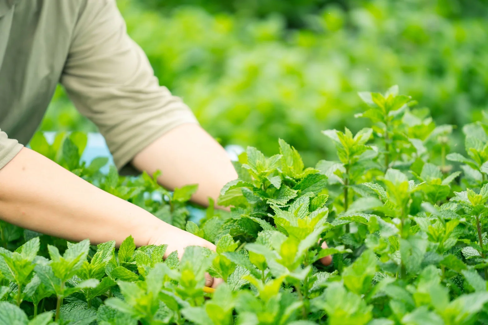 #0945.J1 Hiroko’s Herb Garden: Dried Black Peppermint Herbal Tea Grown in Koga Village, Ibaraki, Japan - Image 5