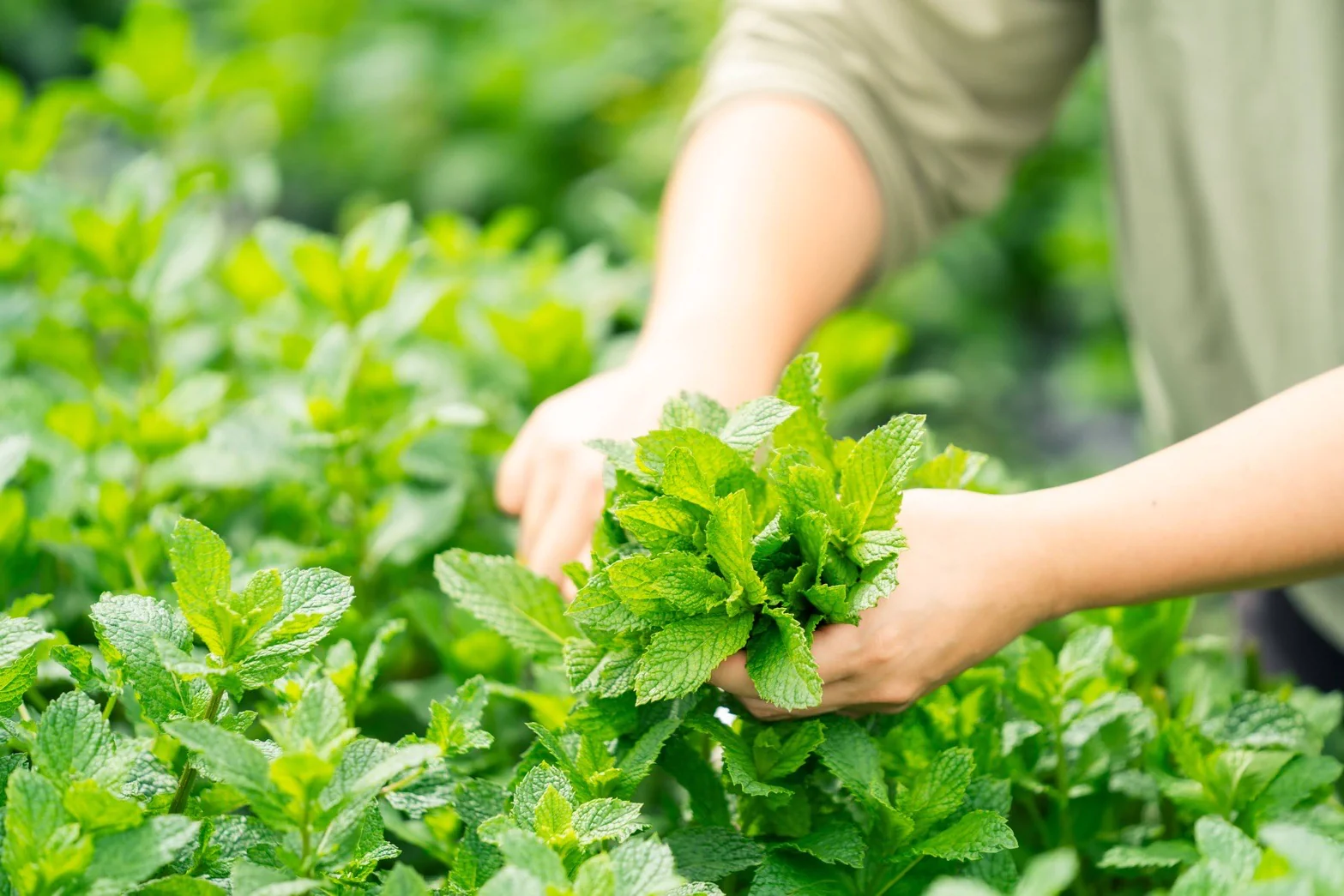 #0945.J1 Hiroko’s Herb Garden: Dried Black Peppermint Herbal Tea Grown in Koga Village, Ibaraki, Japan - Image 6