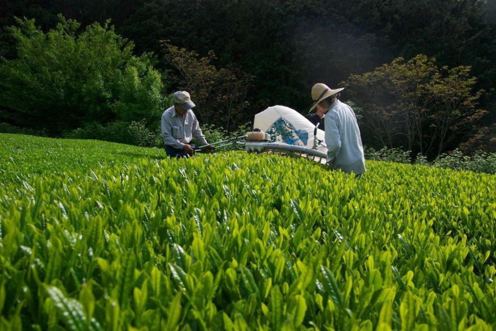 #0118.S5 Ayumi Farms (Cyittorattu): Sencha that Laughs with the Mountains 山と笑う煎茶 - Image 4