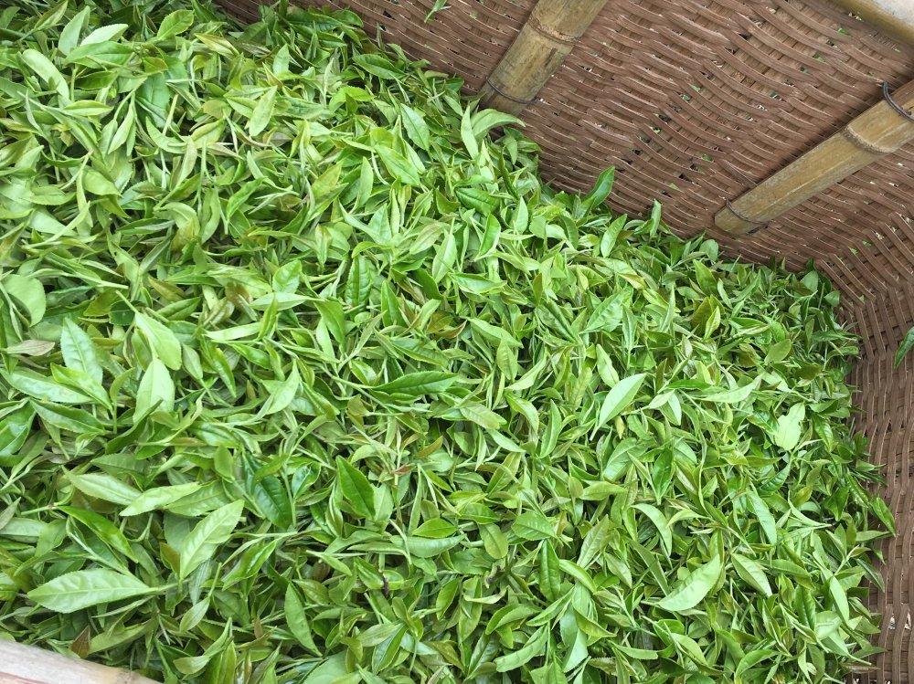 #0119.S5 Ayumi Farms (Cyittorattu): Handpicked Wakocha (Japanese black tea, 40g bag) - Image 3