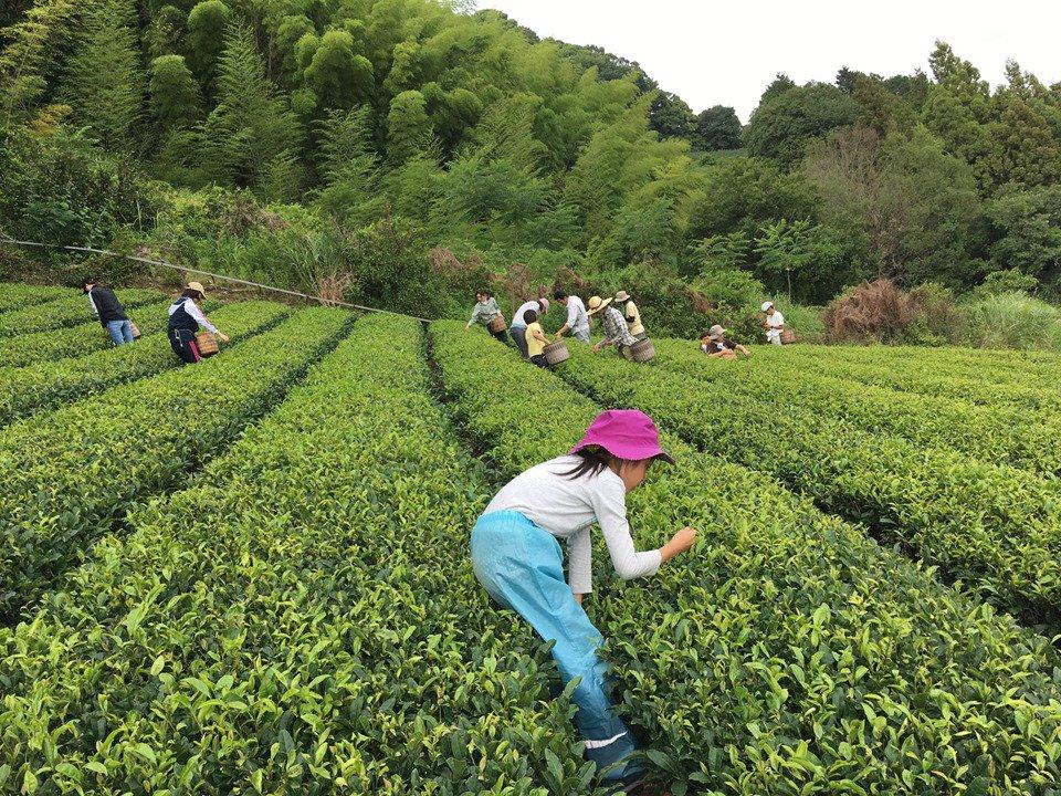 #0119.S5 Ayumi Farms (Cyittorattu): Handpicked Wakocha (Japanese black tea, 40g bag) - Image 4