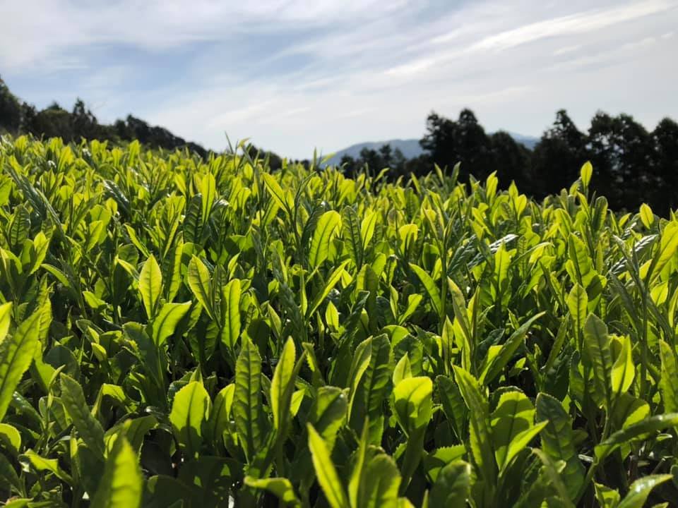 Limited stock - #0121.S5 Ayumi Farms (Cyittorattu): Kukicha - Spring Leaf Stem Green Tea (Next available in Aug 2025) - Image 4