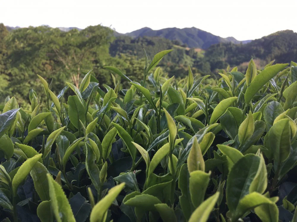 #0122.S5 Ayumi Farms (Cyittorattu): Wha-ha-ha Three Year Bancha - Image 4