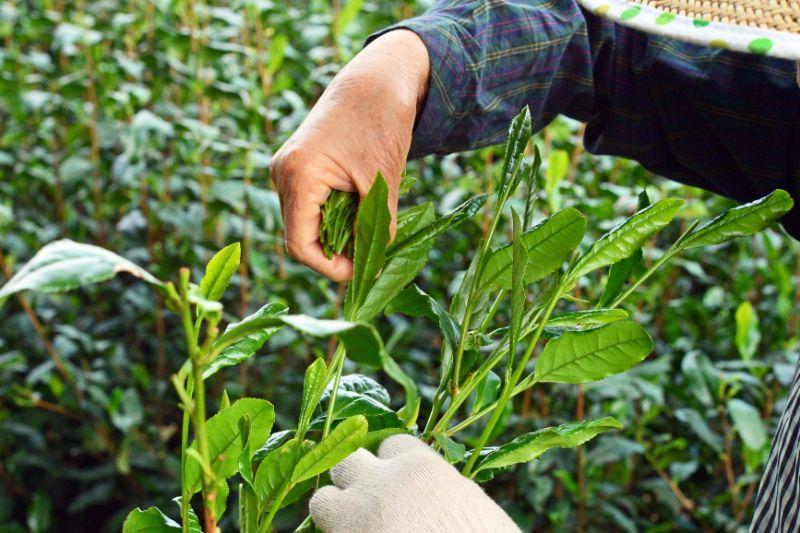 [2025] #0243.S2 Bizenya: #03 Fukimukashi Blend - Imperial Handpicked Sayama Sencha 最高級手摘み煎茶 富貴昔 - Image 3