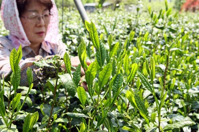 [2025] #0247.S2 Bizenya: #07 Shimizu Mukashi Blend - Handpicked Sayama Ichoucha Sencha 手摘み萎凋香煎茶 清水昔 - Image 3