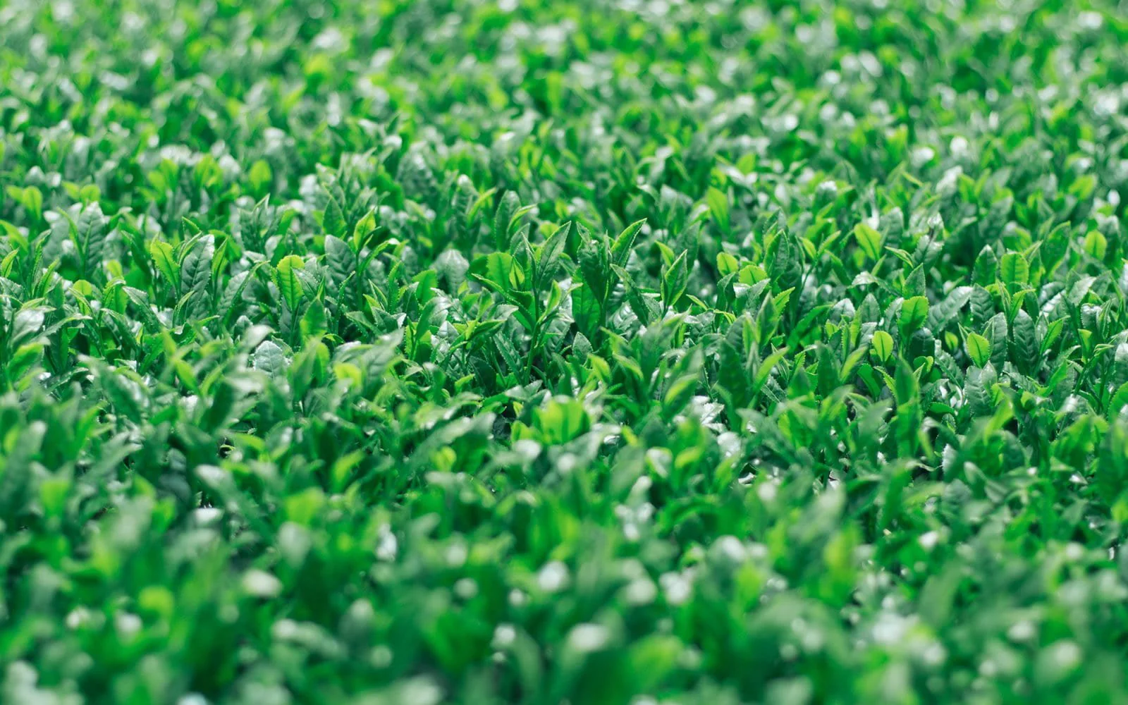 #0251.F2 Chiyonoen Tea Garden #01: Mountain-Grown Single Cultivar Sencha, Saemidori さえみどり (Naturally Grown) - Image 6
