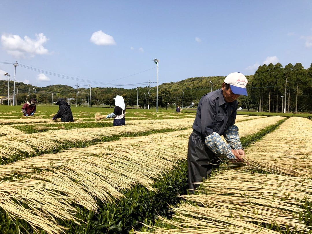 #0287.K2 Furuichi Seicha: Warakake - Straw Shaded Fukamushicha by Farmer Kuwazuru Sumiyoshi わらかけ - Image 2