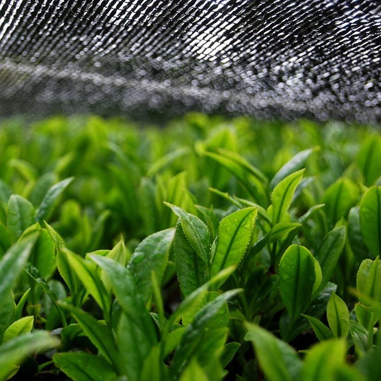 #0308.K2 Hachimanjyu Yakushima Tea: Premium Spring Sencha Green Tea (Yabukita & Asatsuyu, Limited Quantity) 屋久島茶 有機緑茶 - Image 4