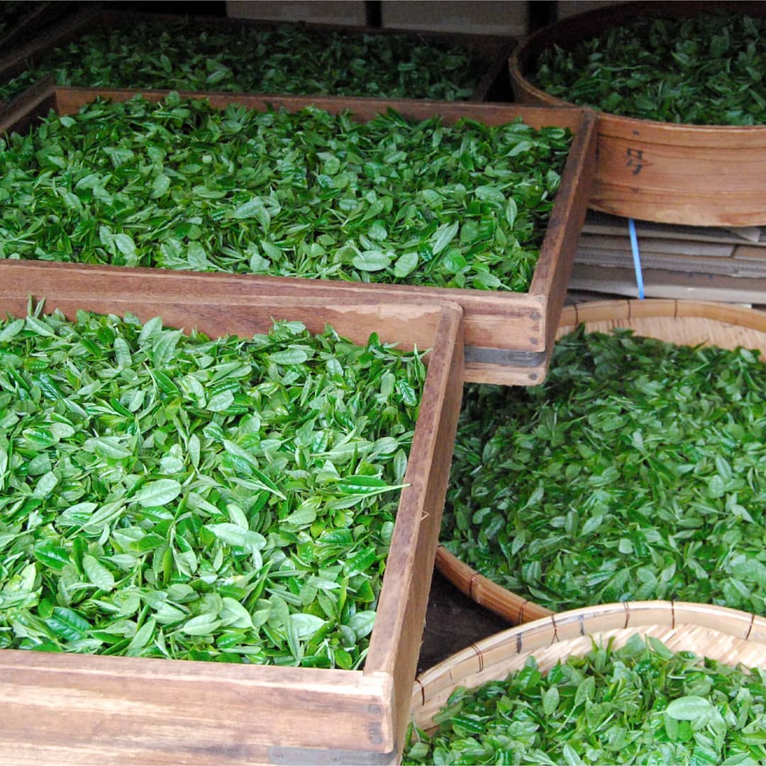 #0308.K2 Hachimanjyu Yakushima Tea: Premium Spring Sencha Green Tea (Yabukita & Asatsuyu, Limited Quantity) 屋久島茶 有機緑茶 - Image 5