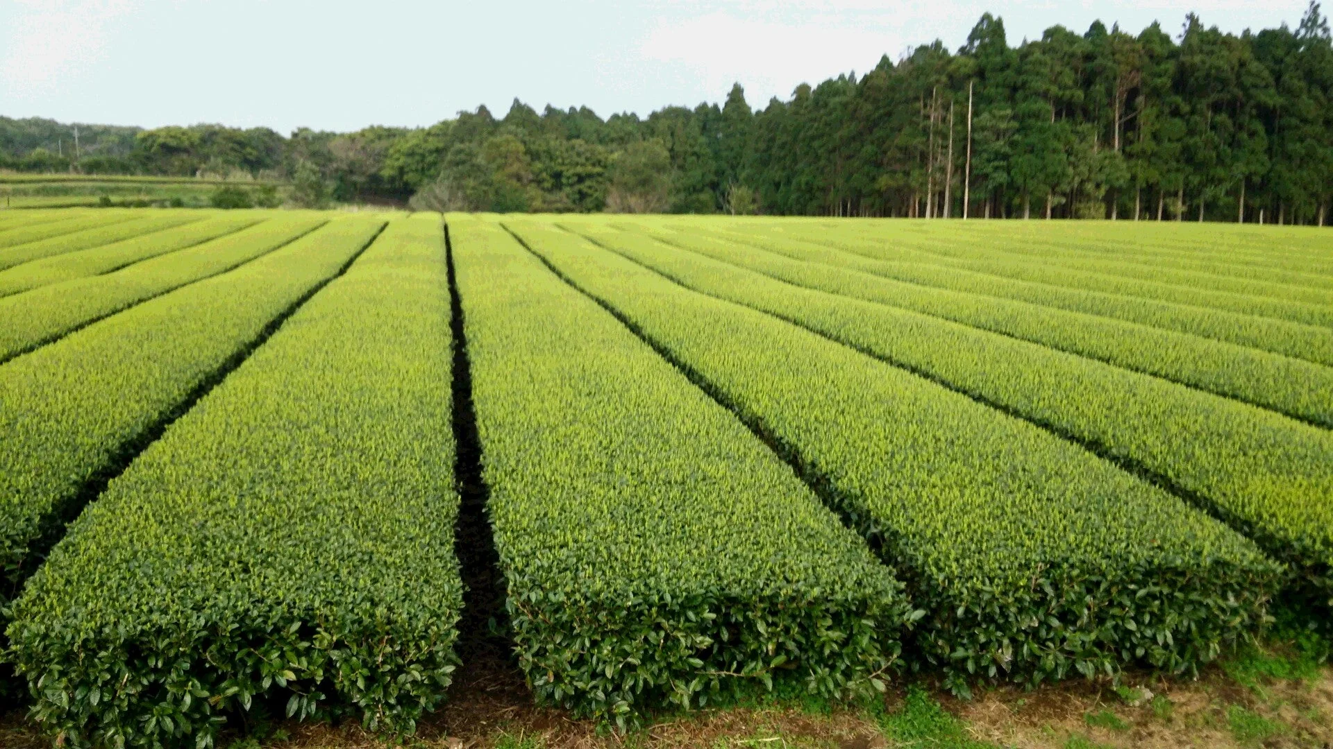 #0308.K2 Hachimanjyu Yakushima Tea: Premium Spring Sencha Green Tea (Yabukita & Asatsuyu, Limited Quantity) 屋久島茶 有機緑茶 - Image 6