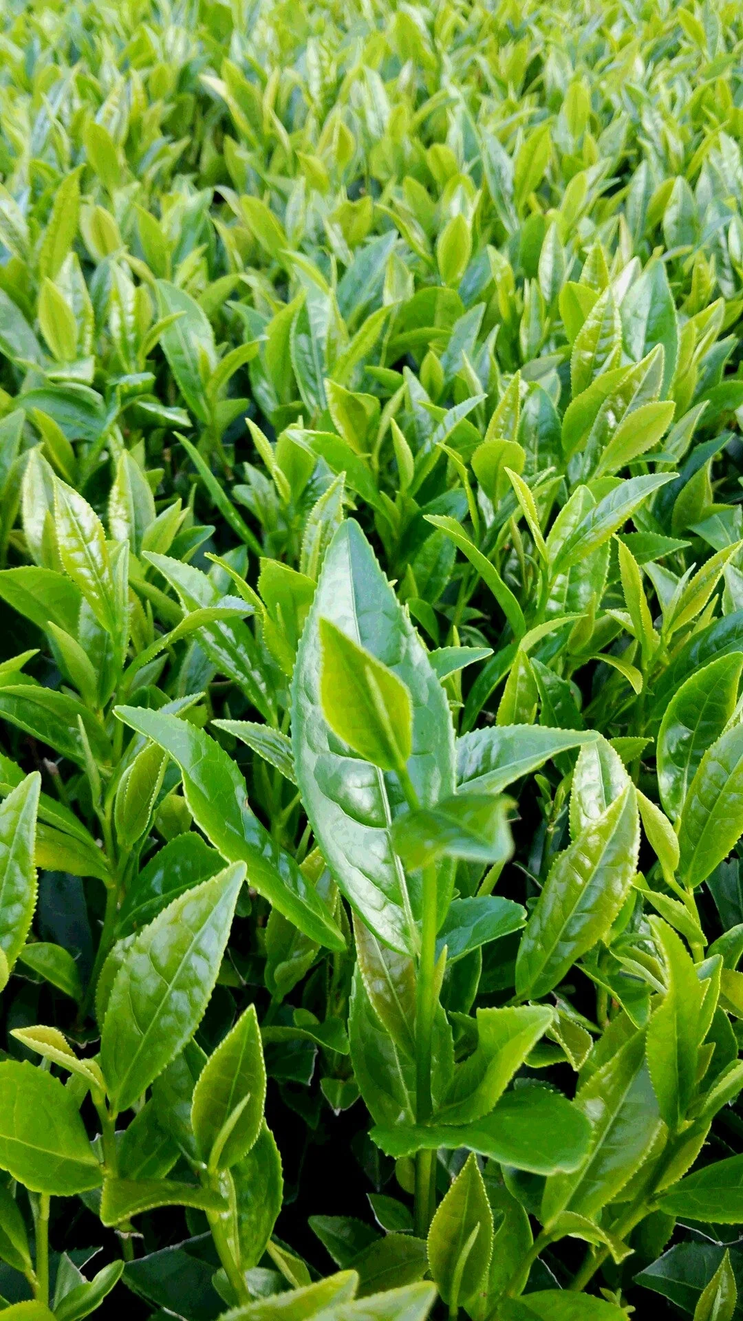 #0308.K2 Hachimanjyu Yakushima Tea: Premium Spring Sencha Green Tea (Yabukita & Asatsuyu, Limited Quantity) 屋久島茶 有機緑茶 - Image 7