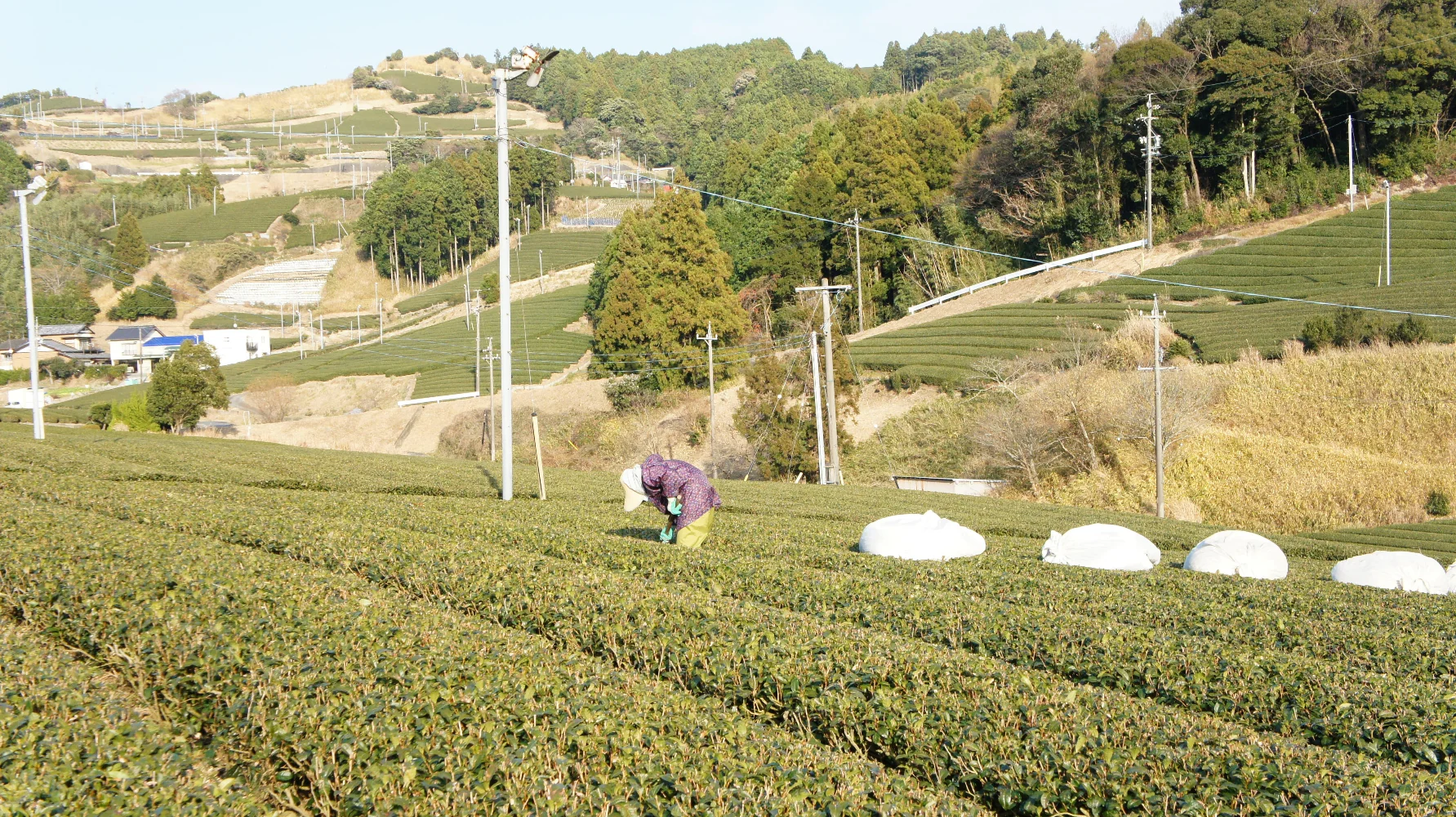 #0316.S5 Higashiyamacha: [2025] Chagusaba Premium Sencha, Harunohi, Hashiri 東山茶 春陽 - Image 3