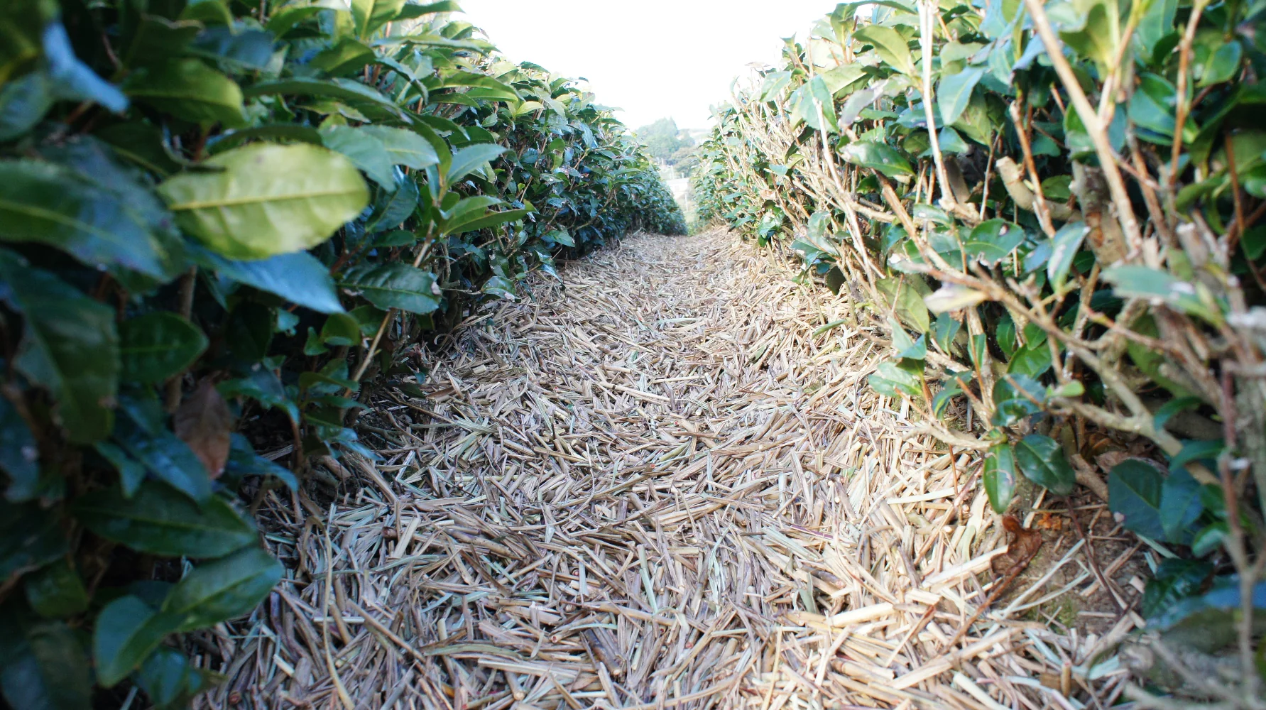 #0316.S5 Higashiyamacha: [2025] Chagusaba Premium Sencha, Harunohi, Hashiri 東山茶 春陽 - Image 4