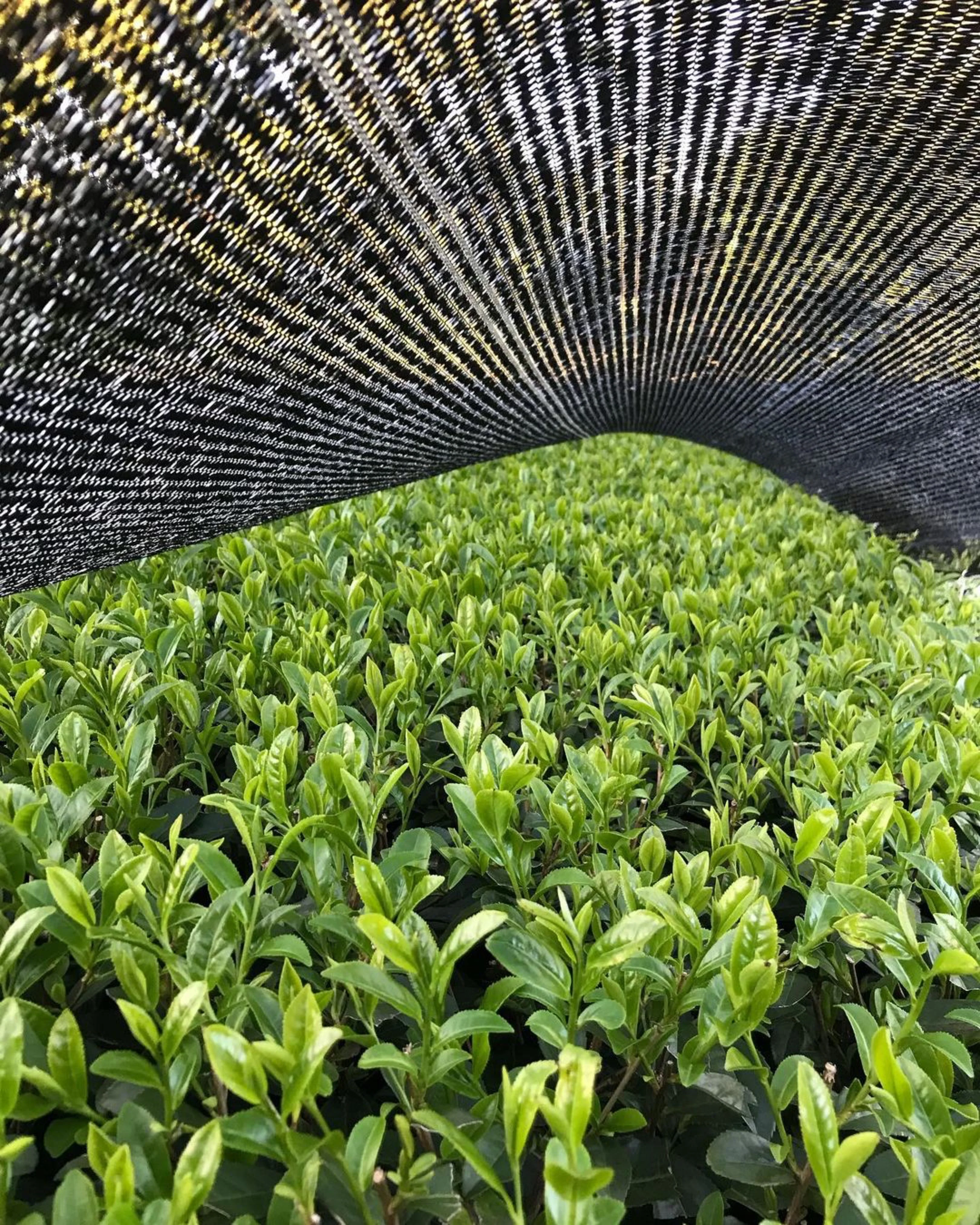 #0348.K2 Tanegashima Island Shimamidori (micro batch, limited) Single Cultivar Sencha by Iba Takahiro Tea Garden - Image 10