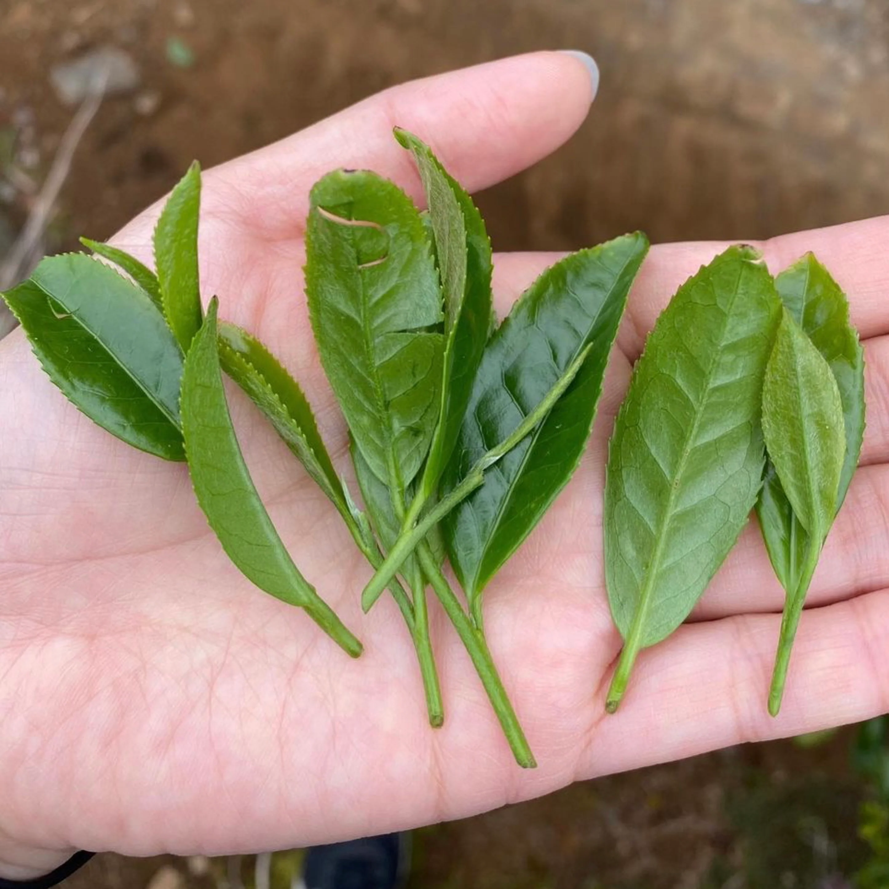 #0349.K2 Tanegashima Island Shoju (micro batch, limited) - Single Cultivar Sencha - Iba Takahiro Tea Garden - Image 10