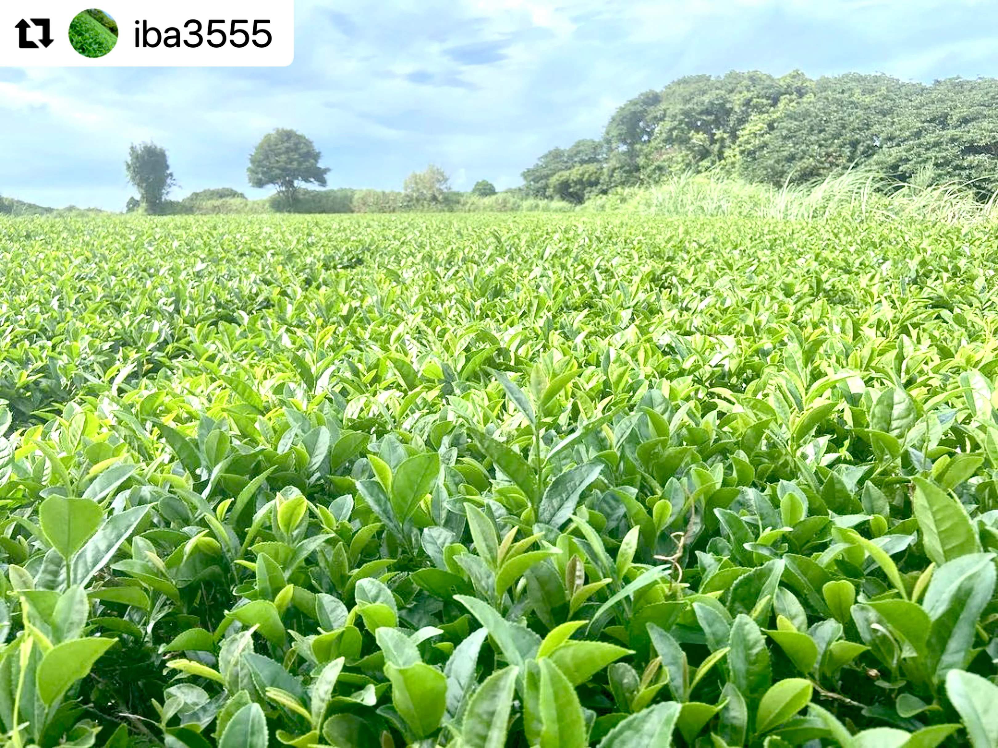 ( While Supplies Last ) #0330.K2 Iba Yu Tea Garden: Tanegashima Single Cultivar Sencha - Kuritawase (micro batch, limited) - Image 2