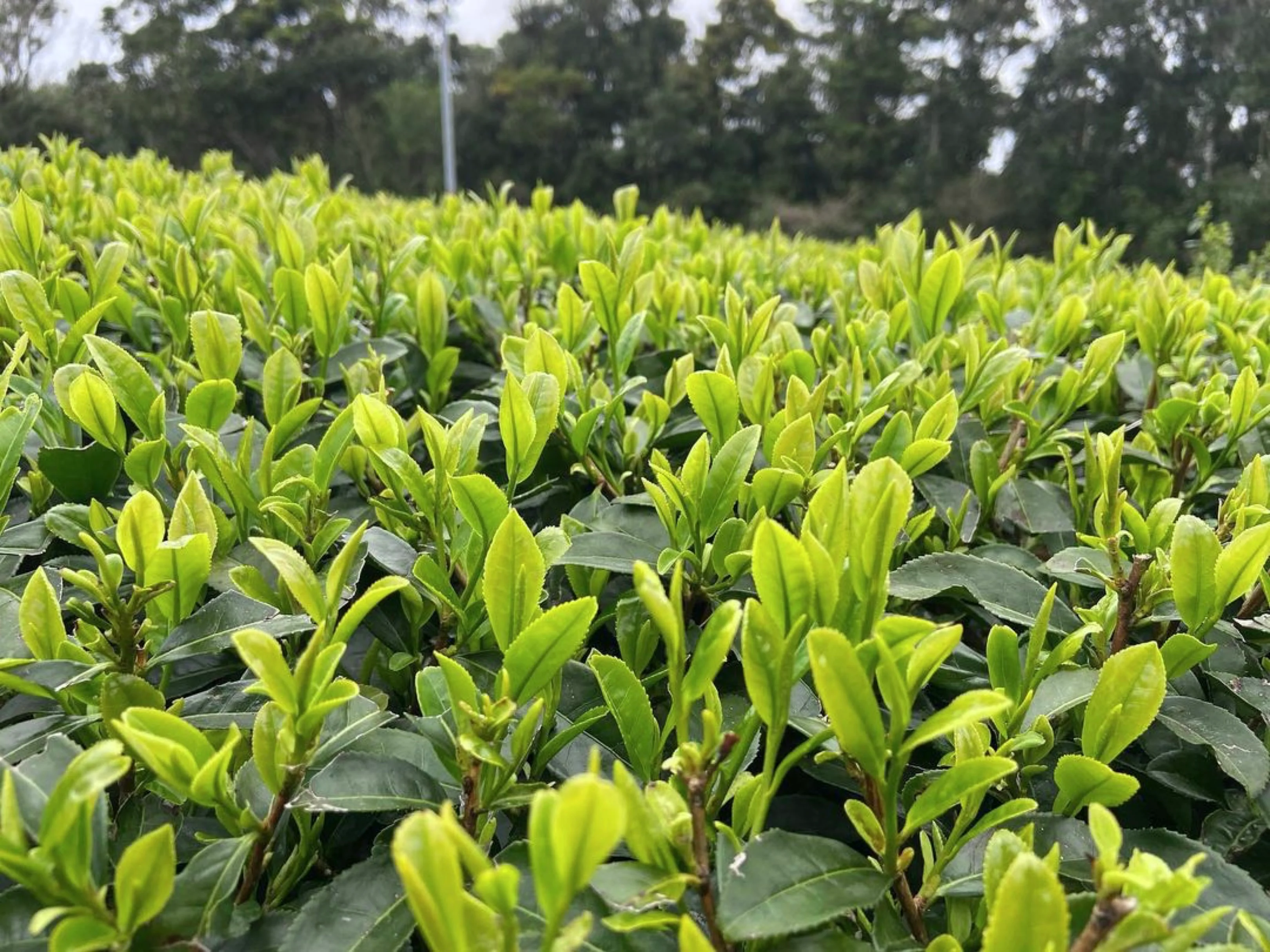 ( While Supplies Last ) #0330.K2 Iba Yu Tea Garden: Tanegashima Single Cultivar Sencha - Kuritawase (micro batch, limited) - Image 3