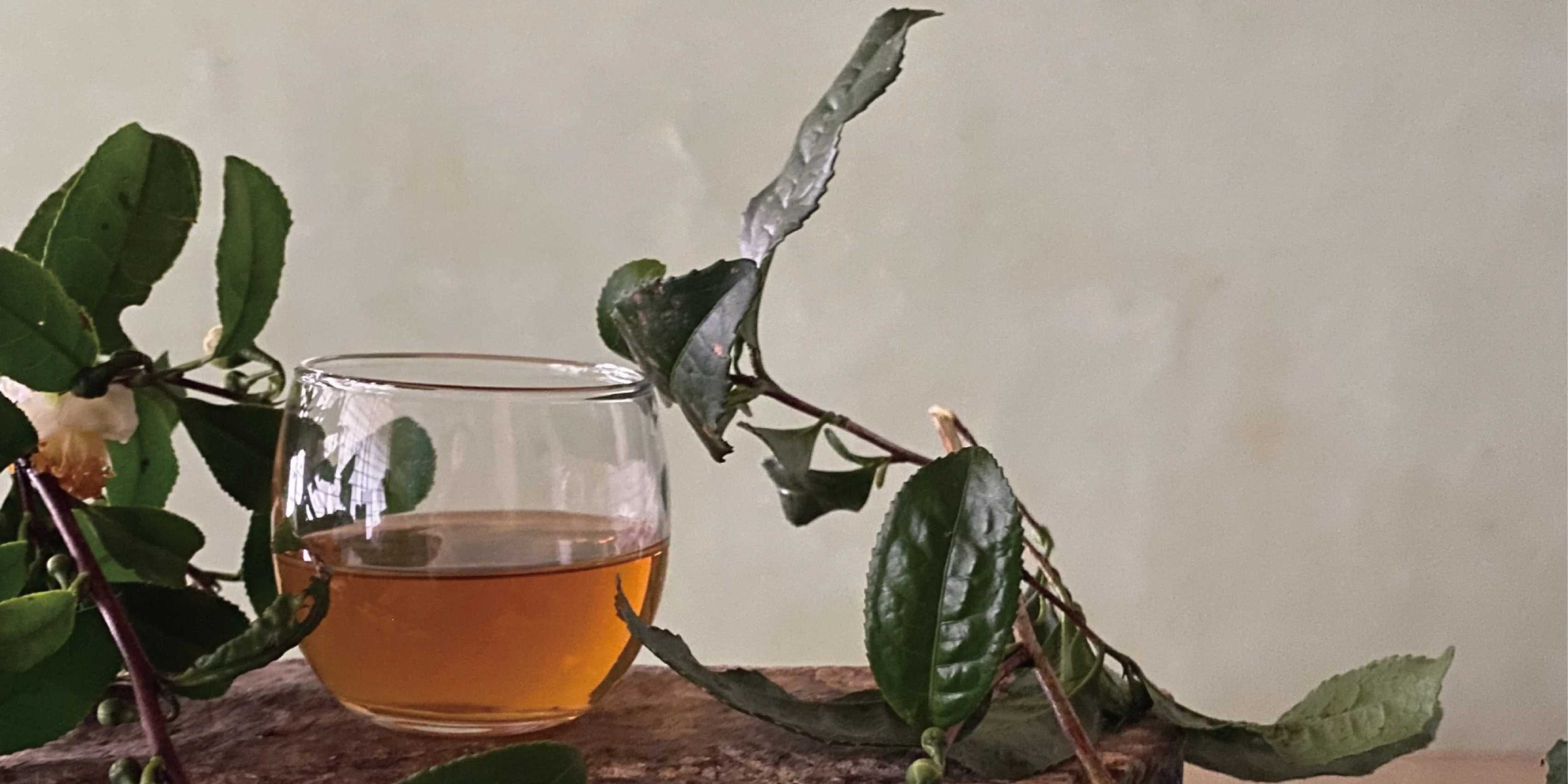 #0601.E1 Ishizuchi Kurocha (Aged 3+ years) - Fermented Dark Tea from Ehime Prefecture - EH002 - Image 2