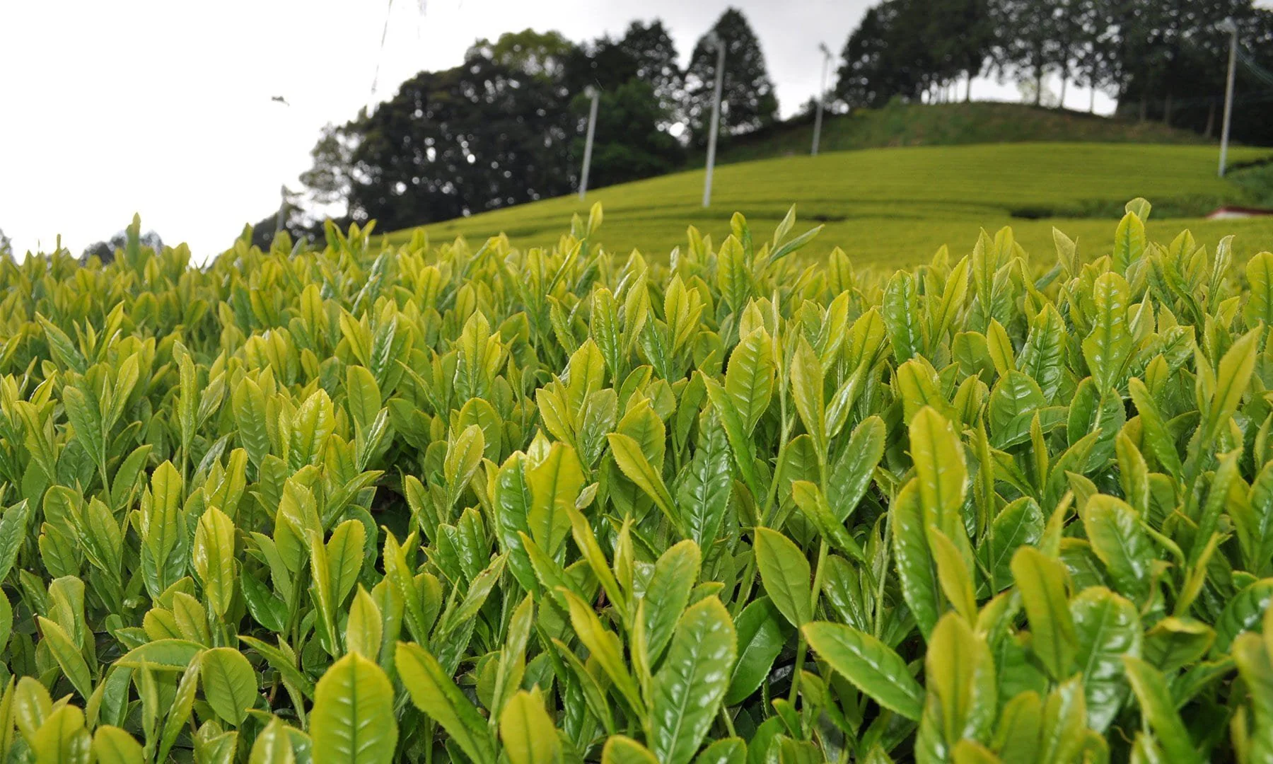 #0764.S5 Zenkouen Tea Garden: Yabukita Black Tea 有機栽培「わ」紅茶 (JAS Organic) - Image 6