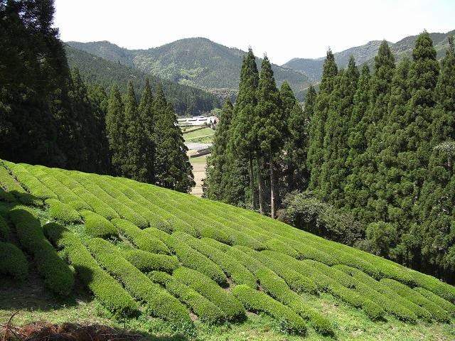 #0350.K5 Kajihara Tea Garden: #01 Densho Premium, Kamairicha Green Tea from Kumamoto 伝承プレミアム 釜炒り茶 - Image 3