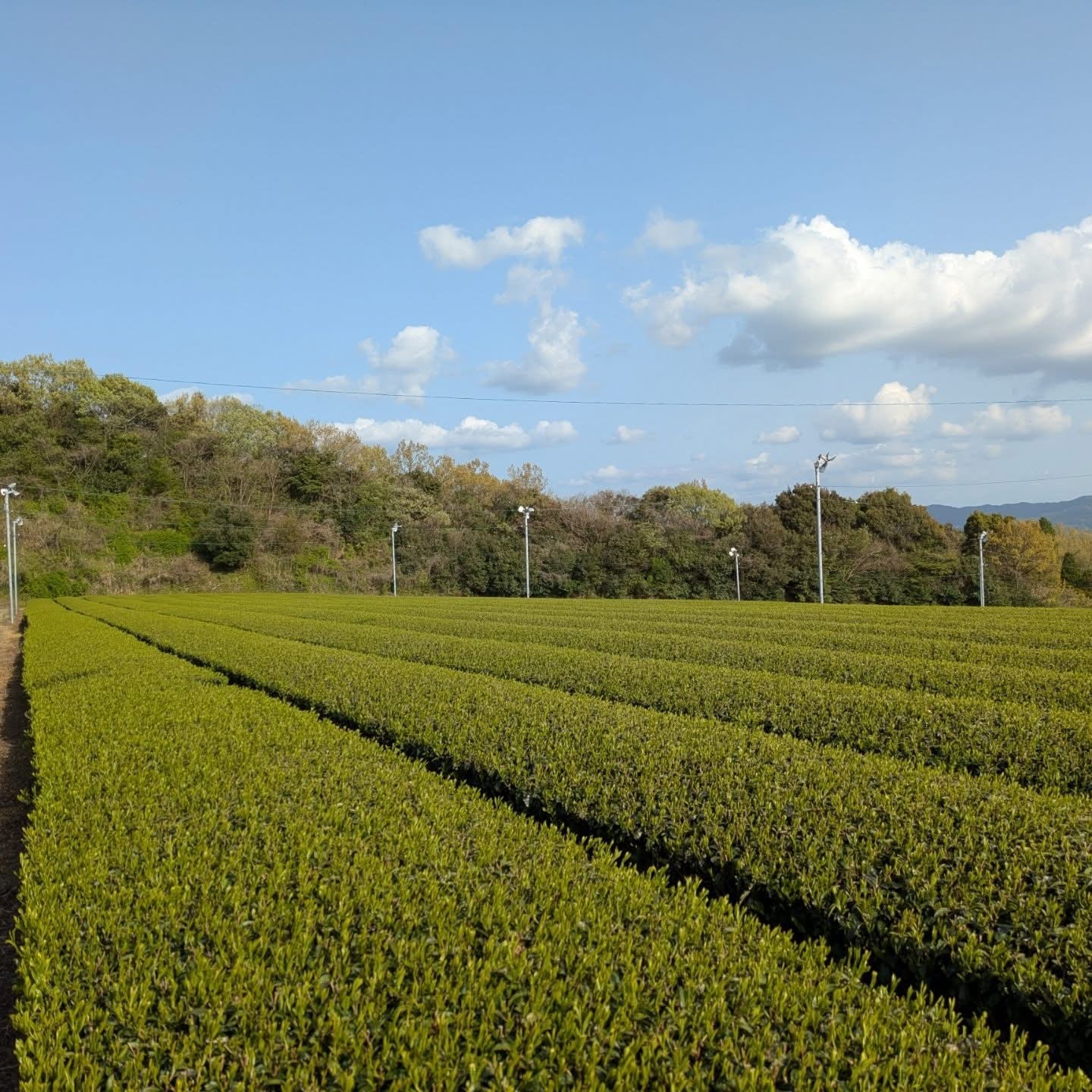 #0434.F2 Kuma Tea Garden FK031: Saemidori Imperial Mountain-Grown Yame Sencha 奥八女上陽茶さえみどり - Image 7