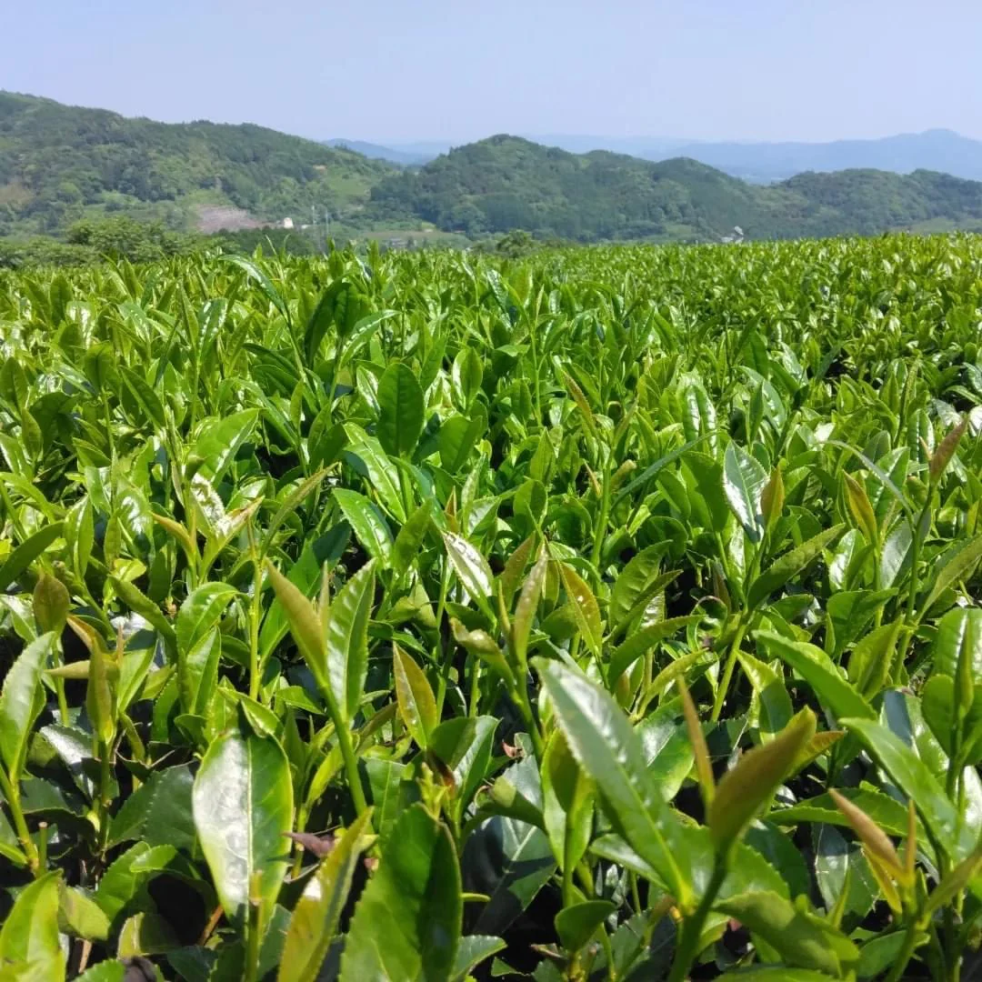#0436.F2 Kuma Tea Garden FK033: Mountain-Grown Yame Sencha (Unshaded), Single Cultivar Kirari 31 - Image 2