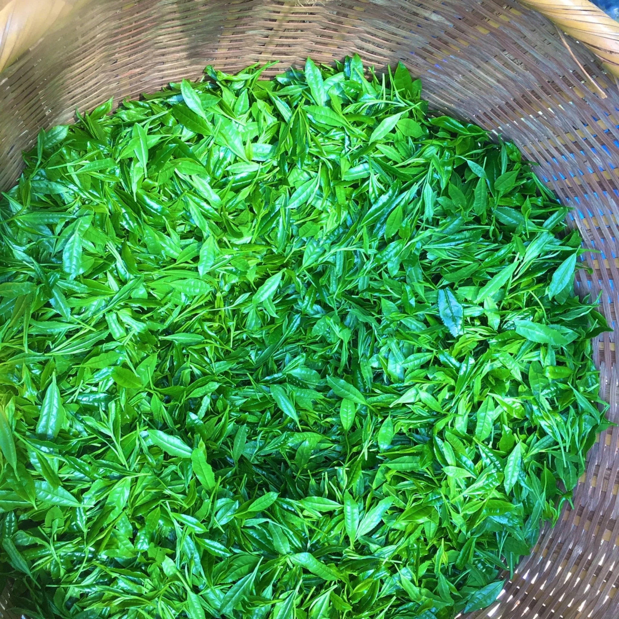 #0065.F2 Kurihara Tea: Takumi 匠 (The Artisan) - Kurihara Heritage Gyokuro Green Tea - Image 4