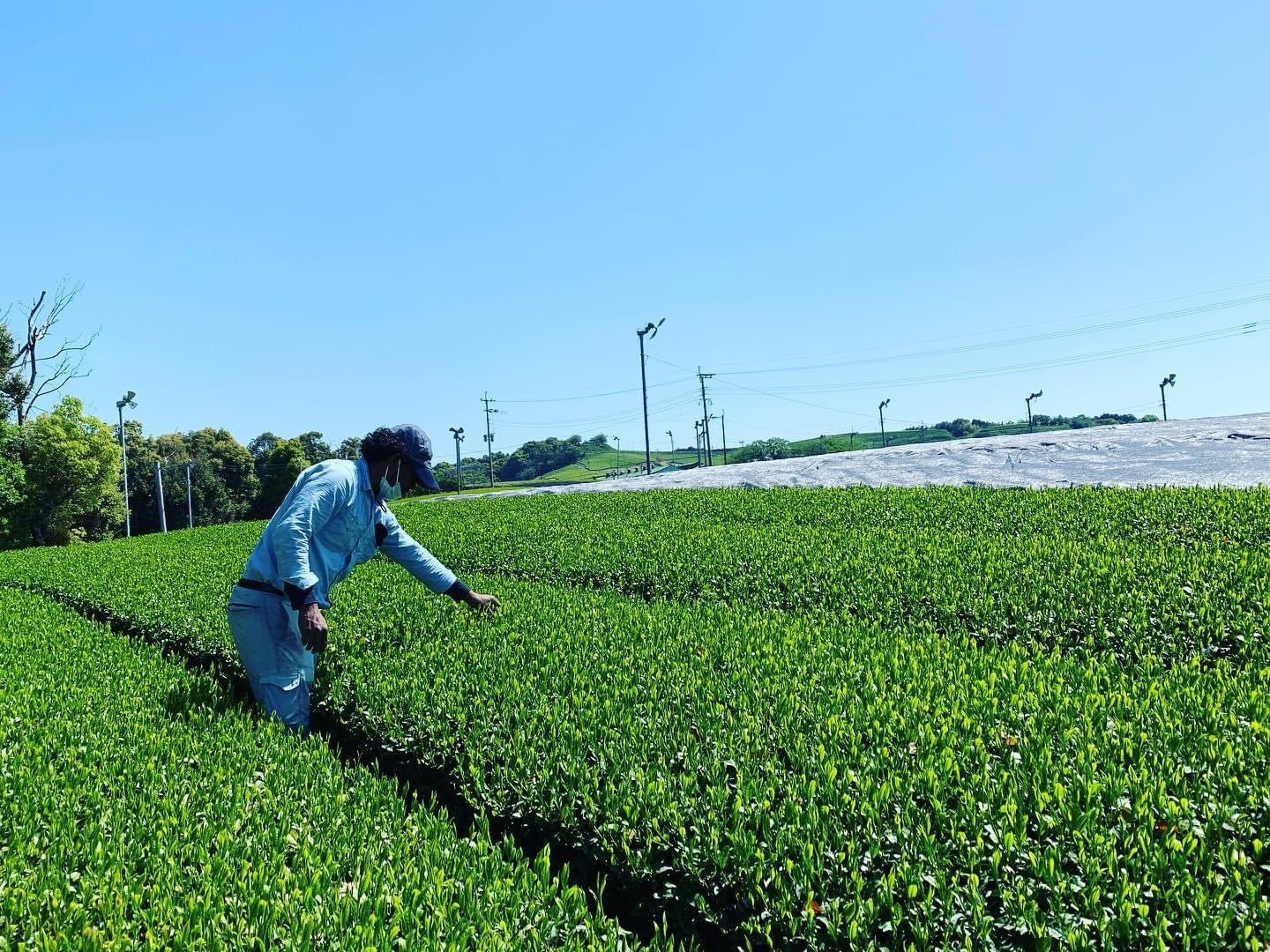 #0082.F2 Kurihara Tea: Single Cultivar Yame Sencha - Kirari 31 単一品種八女煎茶きらり31 - Image 4