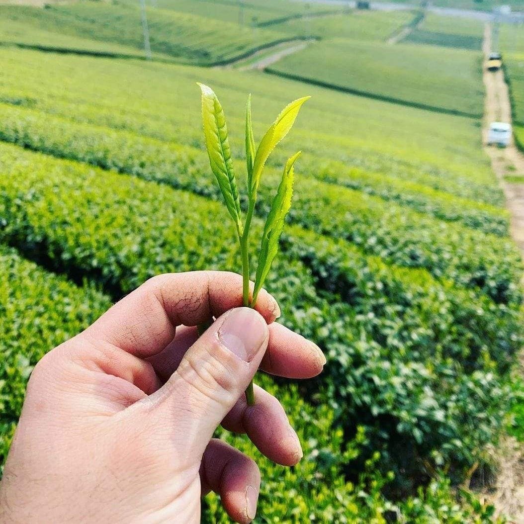 #0085.F2 Kurihara Tea: Limited Edition Hachijyuhachiya Shincha - May 2025 Harvested Sencha 八十八夜新茶 - Image 2