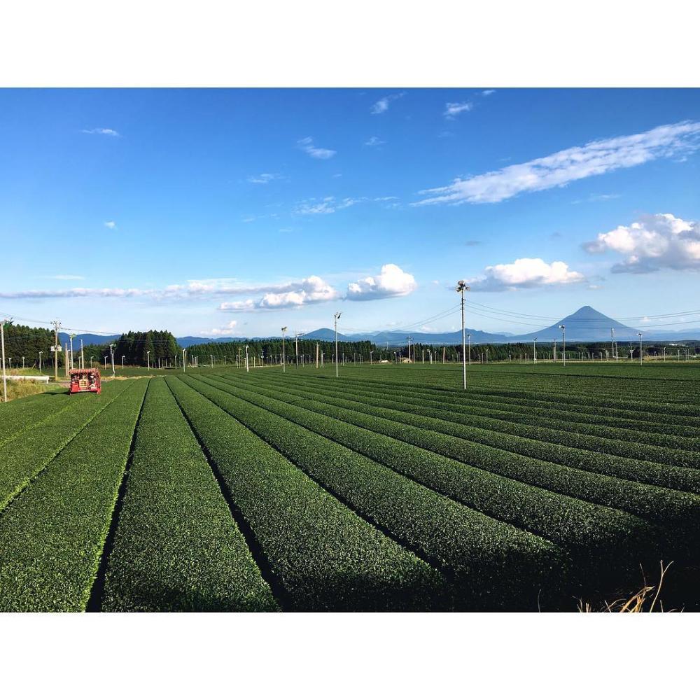 #0454.K2 Maehara Tea Farm: Premium Fukamushicha from Chiran, Kagoshima 鹿児島 知覧茶 深蒸し茶 - Image 5