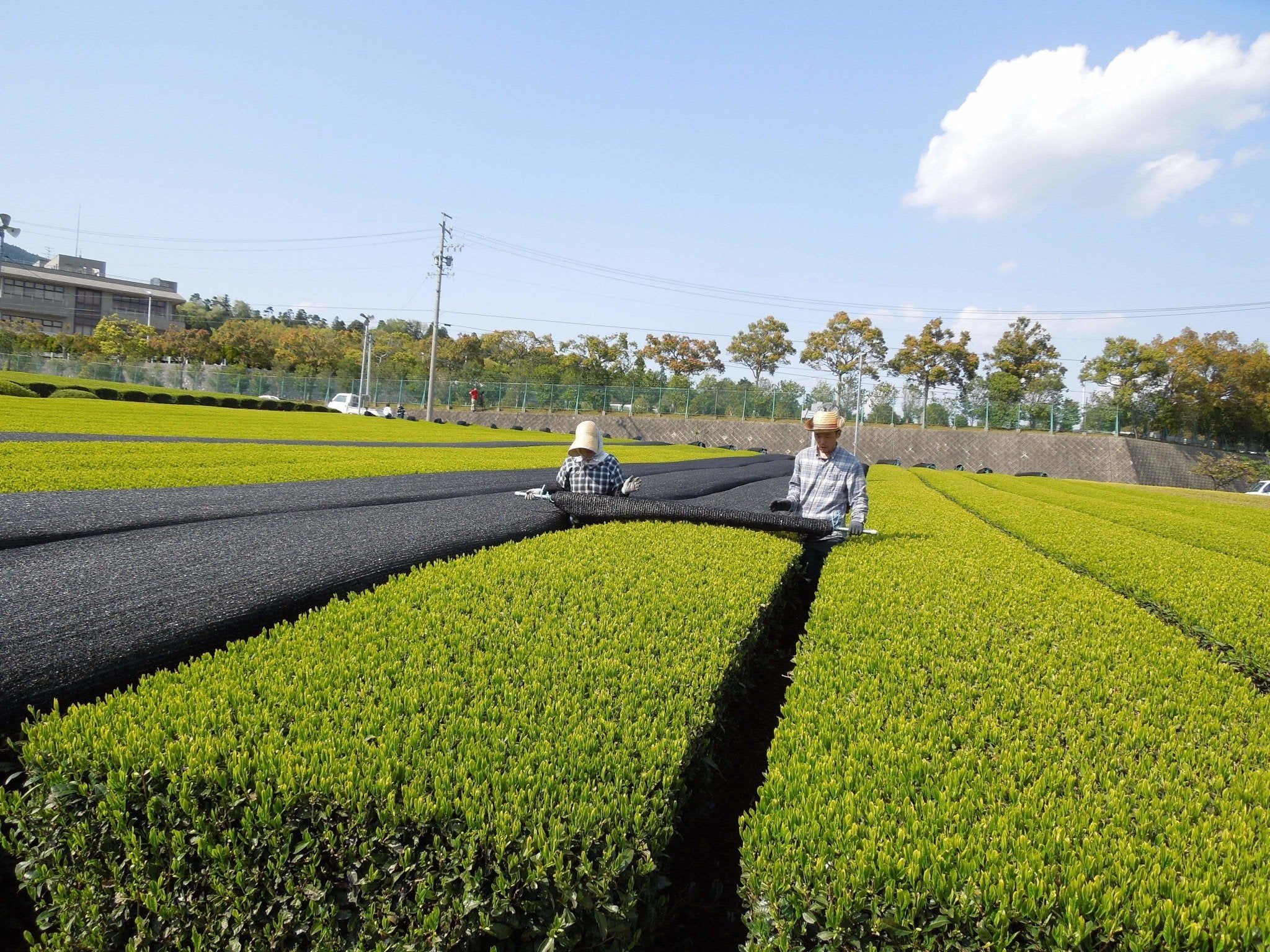 #0460.M1 Marushige Shimizu Tea Farm: Kabusecha Shaded Green Tea, Tsuyuhikari つゆひかり - Image 4