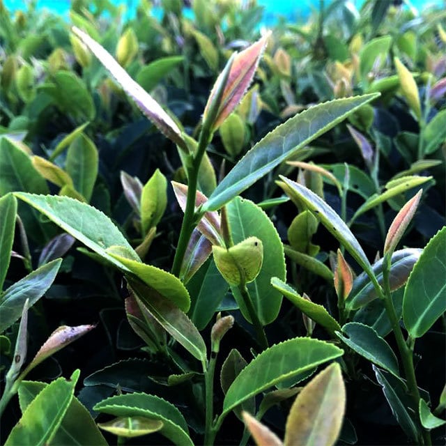 #0582.S5 Murakami Tea Garden: Mountain-Grown First Flush Wakocha Benifuuki Black Tea 和紅茶べにふうき - Image 4