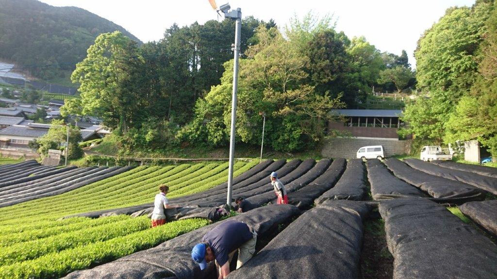 (While stock lasts) #0517.K6 Nakai Tea Farm: Naturally Grown Yabukita Kabusecha from Wazuka, Kyoto. Grown Without Pesticides) - Image 2
