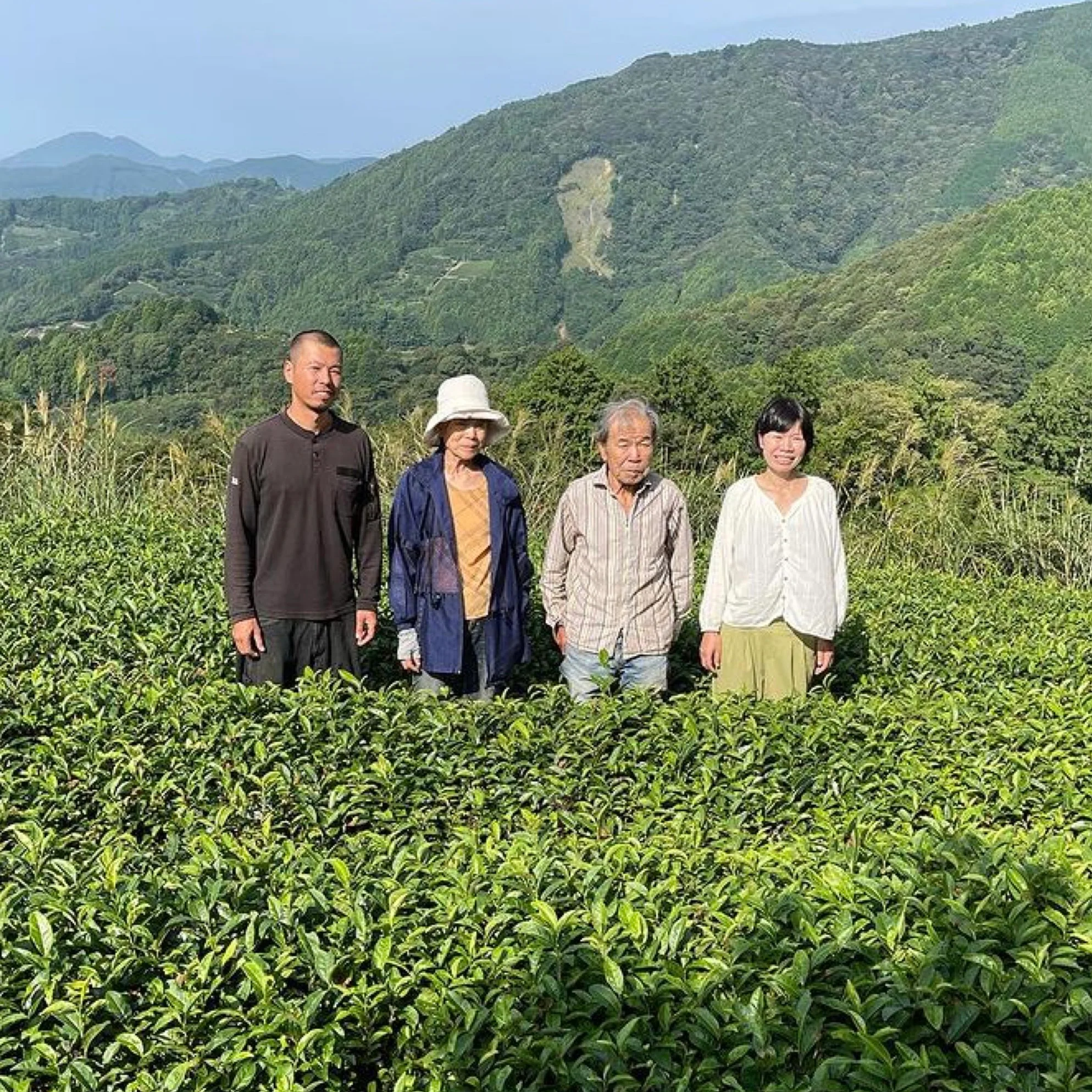 #0043.S5 NaturaliTea: Sencha Green Tea, Yabukita Midori First Flush 有機一番摘み煎茶 やぶきたみどり - Image 3