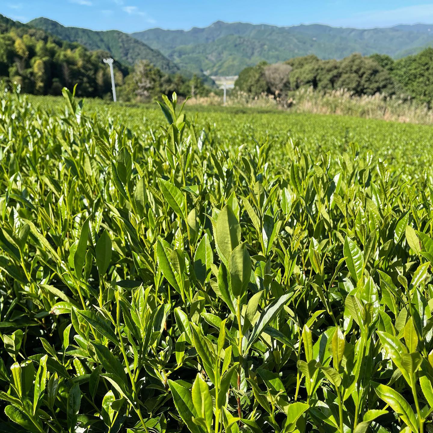 #0048.S5 NaturaliTea: Kukicha Midori, Green Tea Leaf Stems (Naturally Grown) - Image 3