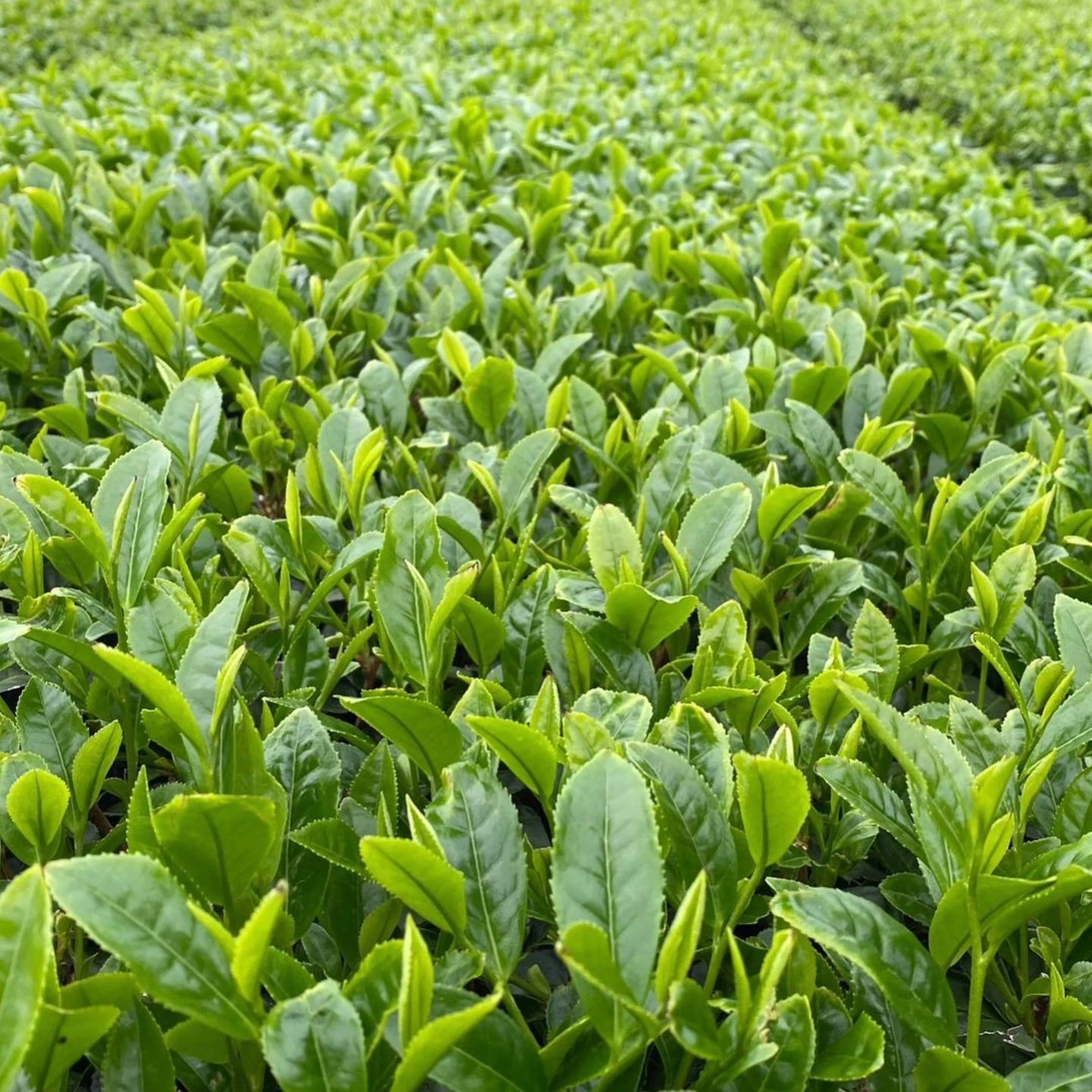 #0902.K2 Tanegashima Island Mineyutaka (micro batch, limited) Single Cultivar Sencha by Iba Takahiro Tea Garden - Image 4