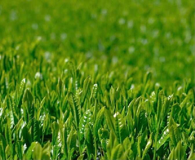 #0168.S5 Kiyosawa Tea Gardens: Shizuoka Spring Asamushi Sencha by Konagai Chizuko - Image 7
