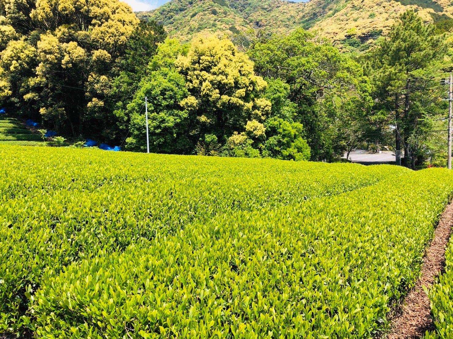 #0168.S5 Kiyosawa Tea Gardens: Shizuoka Spring Asamushi Sencha by Konagai Chizuko - Image 8