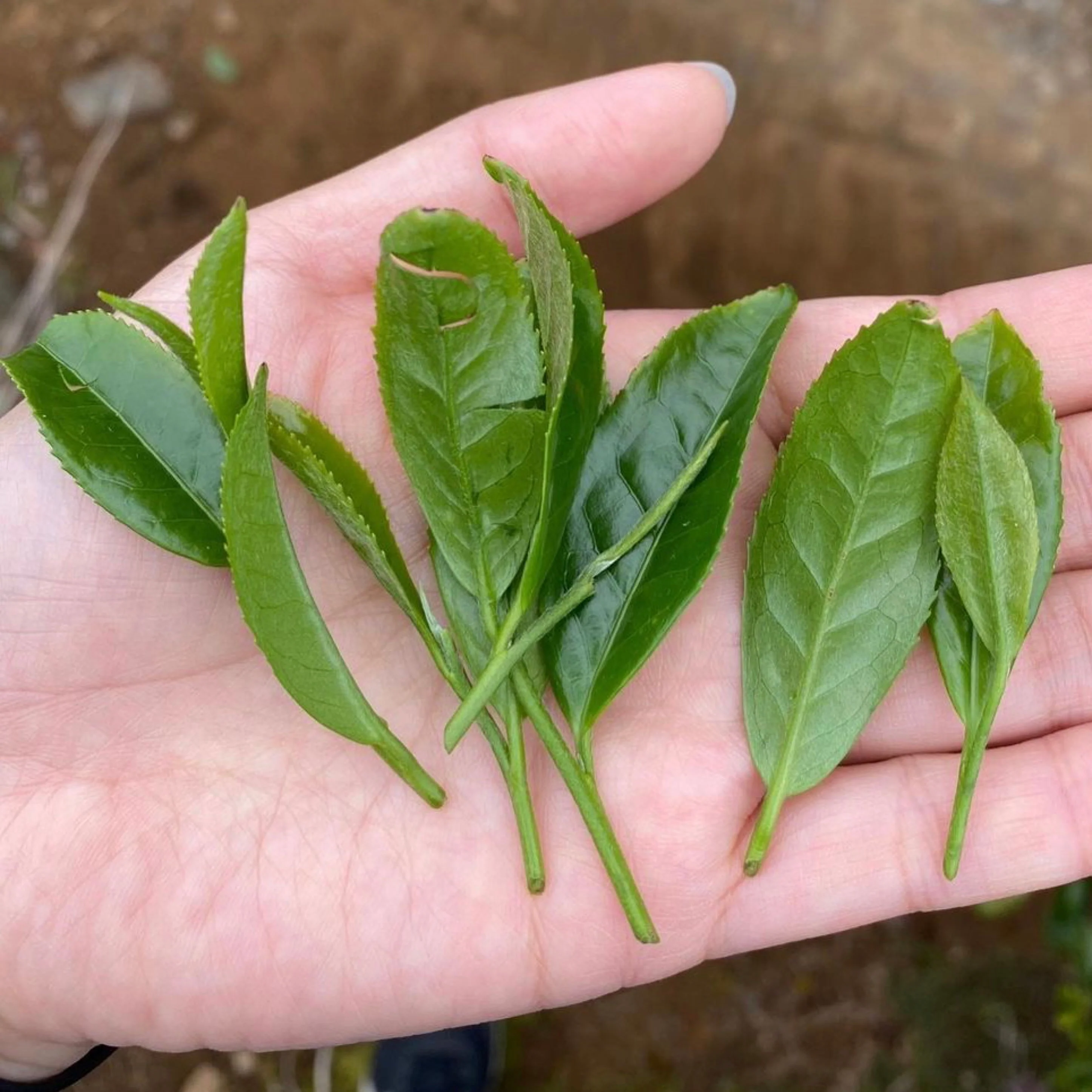 #0344.K2 Tanegashima Island Asatsuyu (micro batch, limited) Single Cultivar Sencha by Iba Takahiro Tea Garden - Image 6