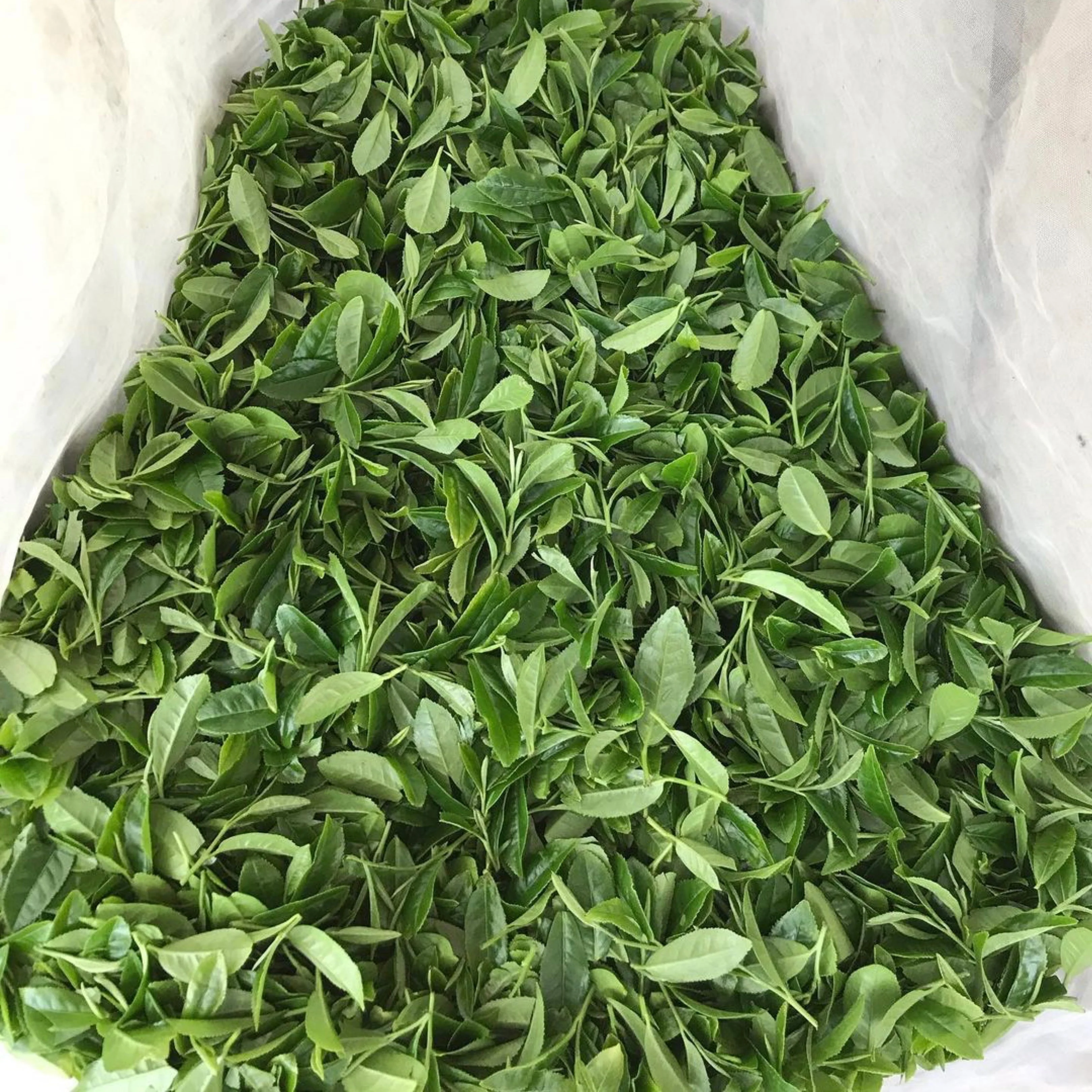 #0346.K2 Tanegashima Island Meiryoku (micro batch, limited) Single Cultivar Sencha by Iba Takahiro Tea Garden - Image 3