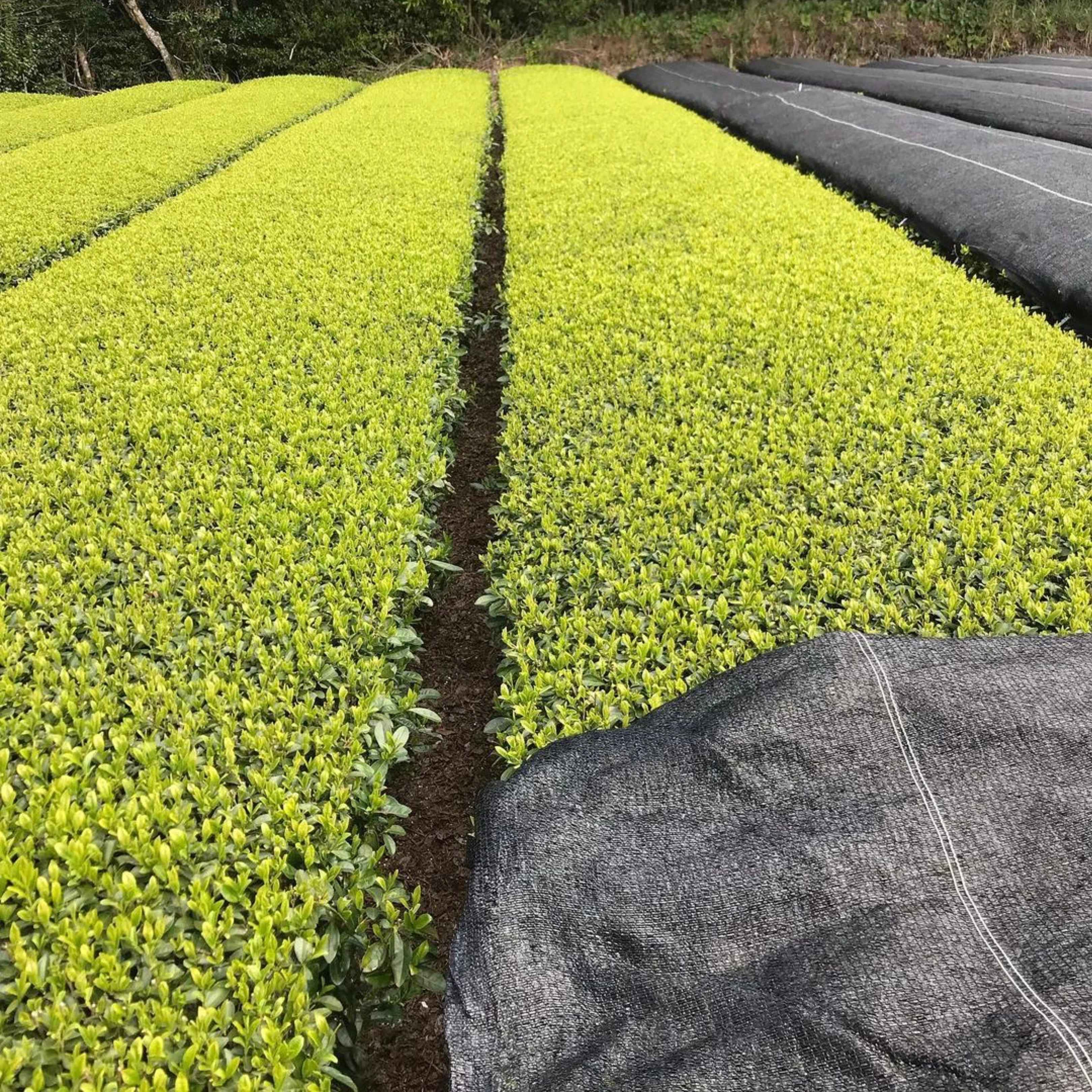 #0346.K2 Tanegashima Island Meiryoku (micro batch, limited) Single Cultivar Sencha by Iba Takahiro Tea Garden - Image 4