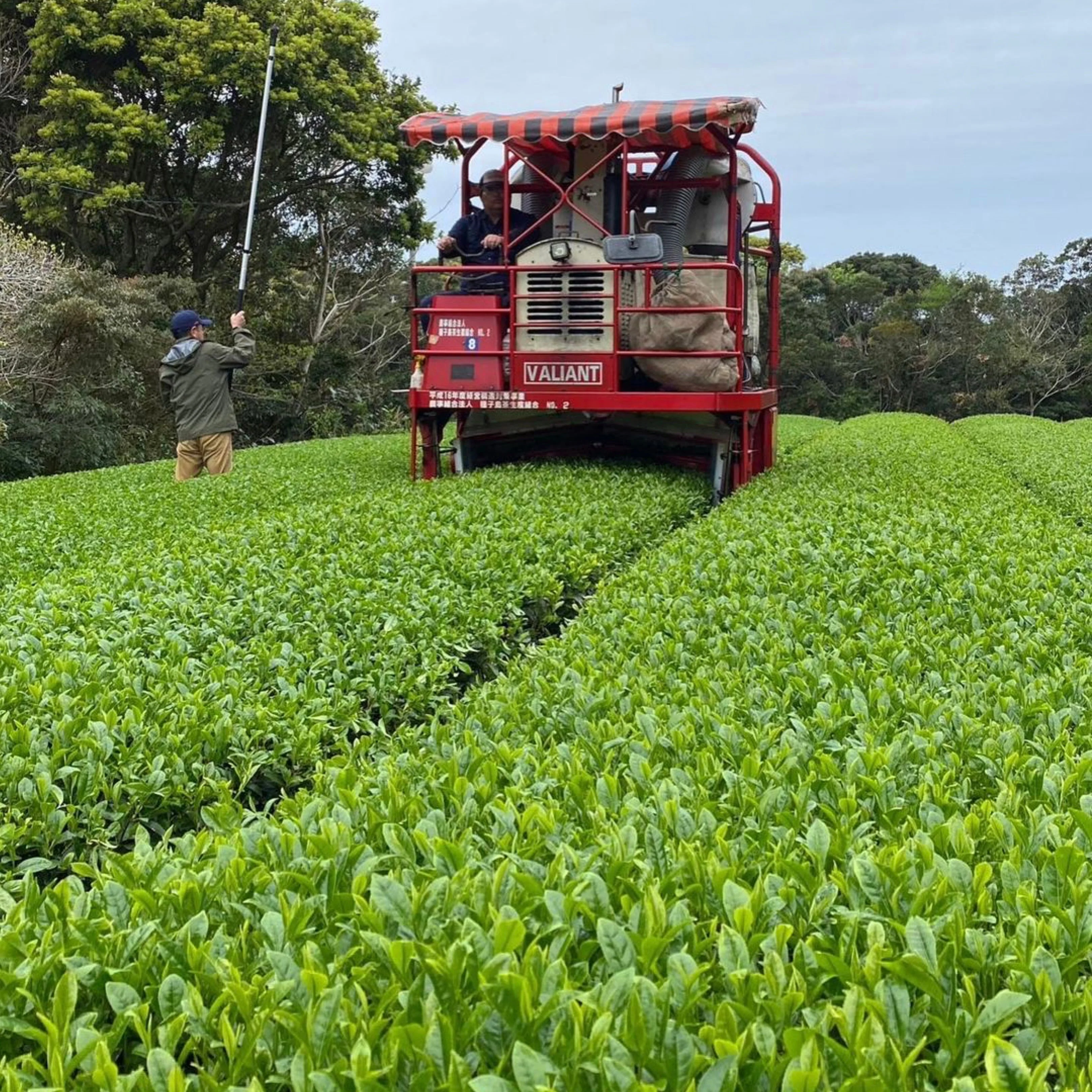 #0346.K2 Tanegashima Island Meiryoku (micro batch, limited) Single Cultivar Sencha by Iba Takahiro Tea Garden - Image 8