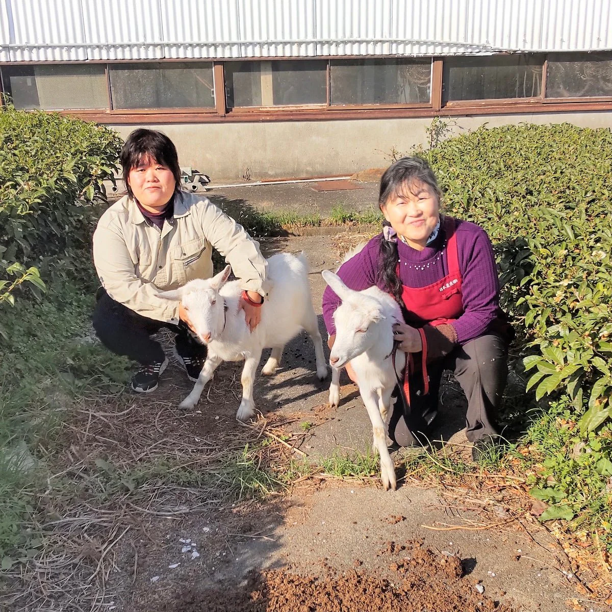 #0667.S5 Tarui Tea Farm: Sannen Bancha, Roasted Three-Year Aged Tea Stems 三年仕込み 棒番茶 - Image 5