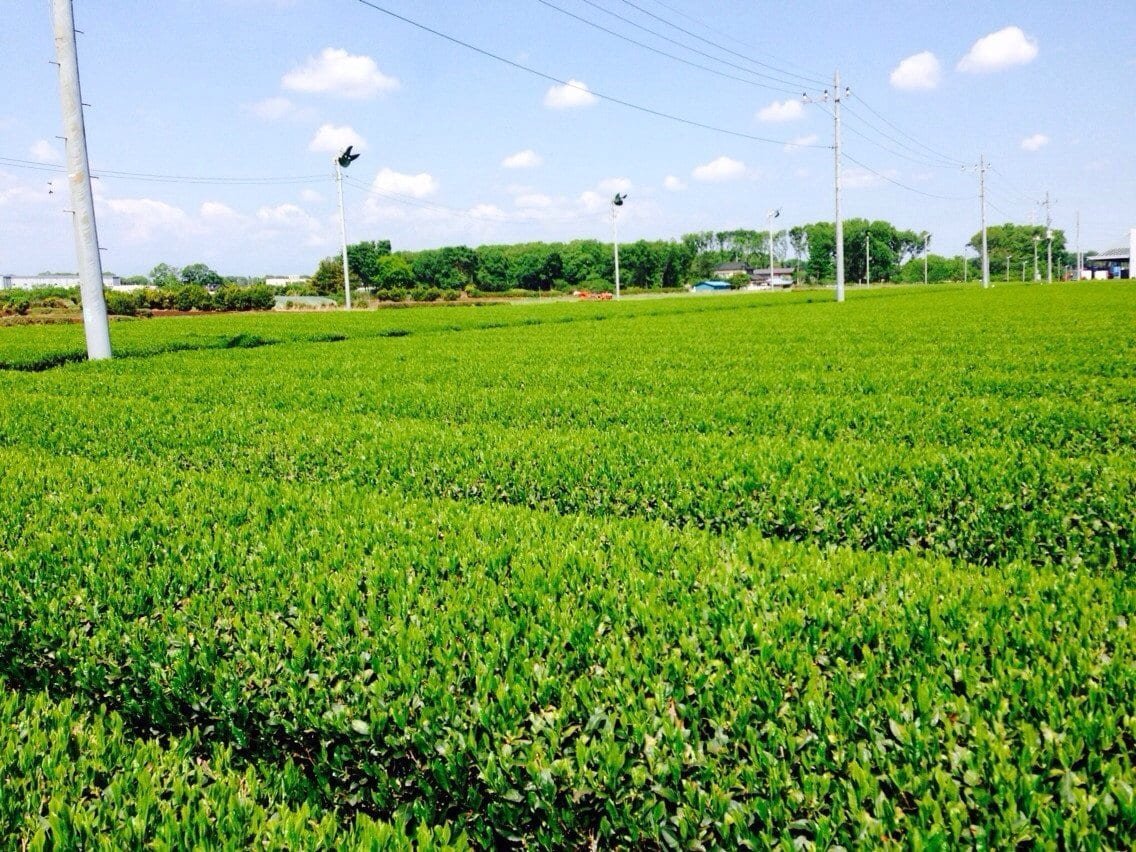#0911.S2 Morita Tea Garden #04: Sayama Karigane (Premium Stem Tea) 雁が音 - Image 4